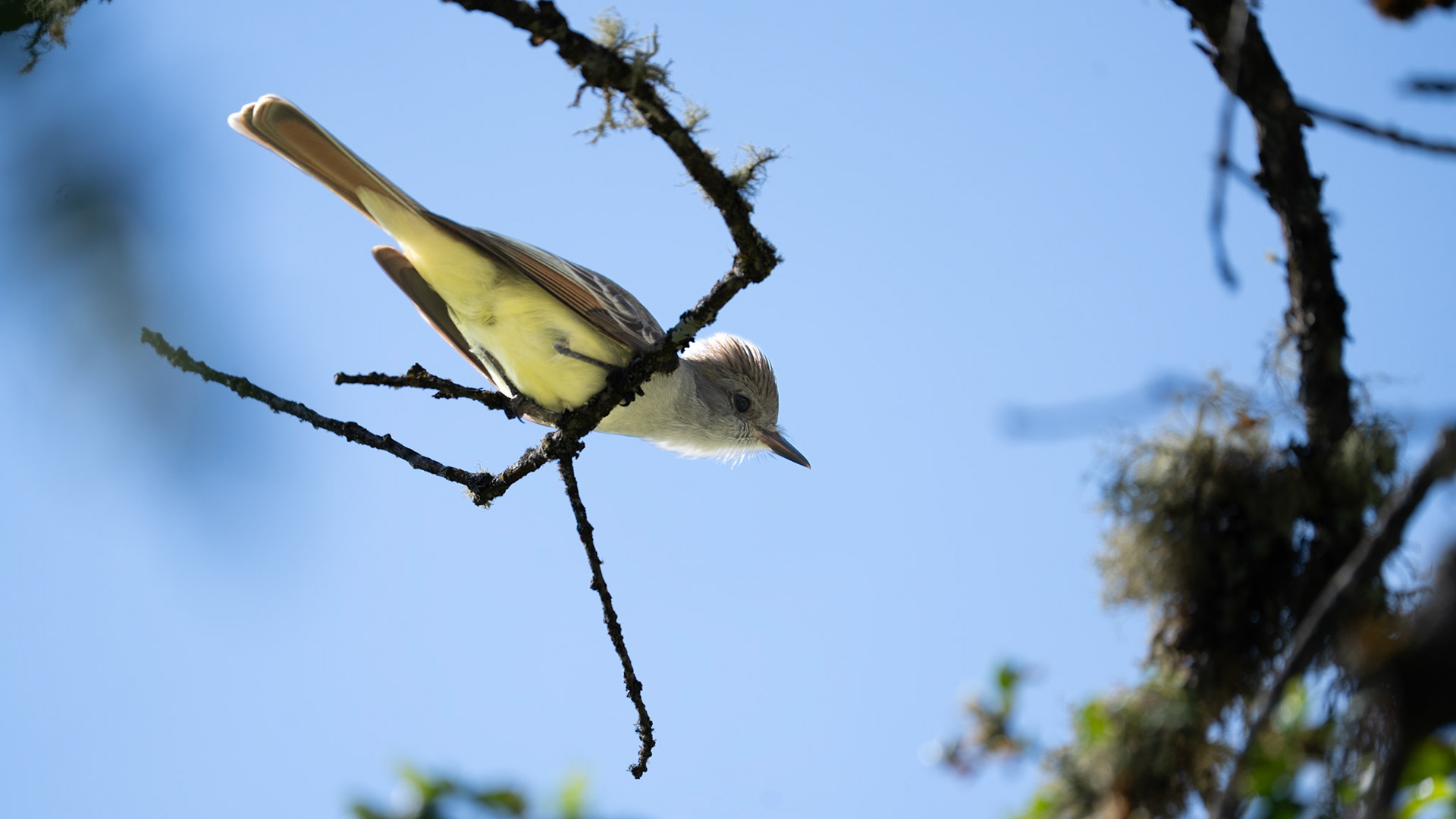 Ash Throated Flycatcher on Lower Table Rock, Central Point, Oregon.