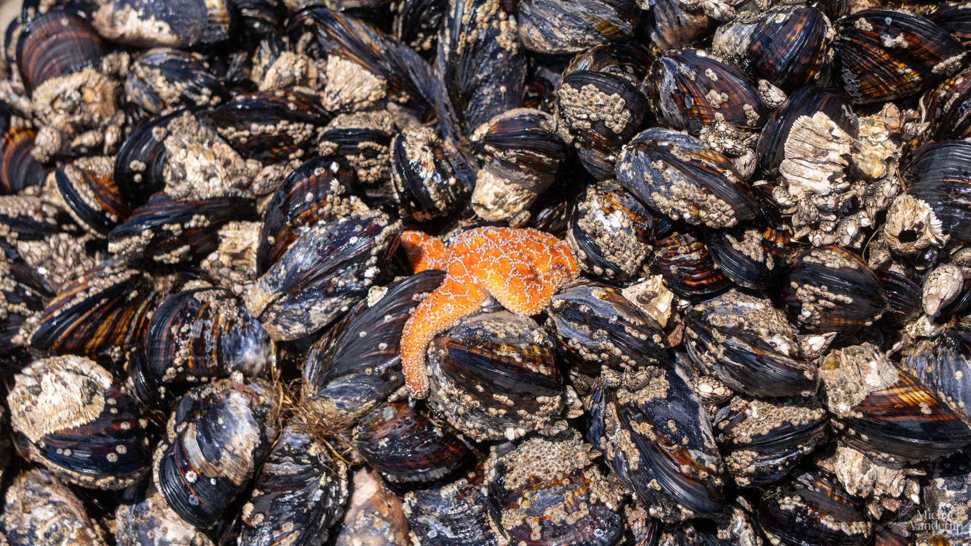Star Fish on Harris Beach, Brookings, Oregon.