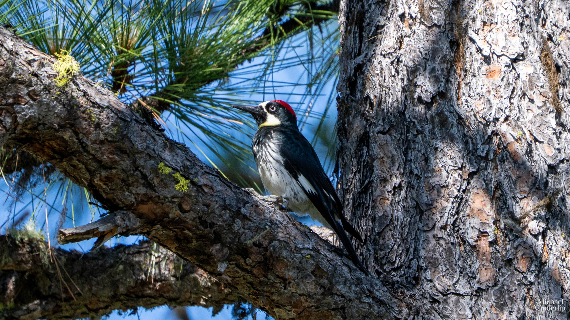 Acorn Woodpecker along the Roxy Ann Trail, Medford, Oregon.