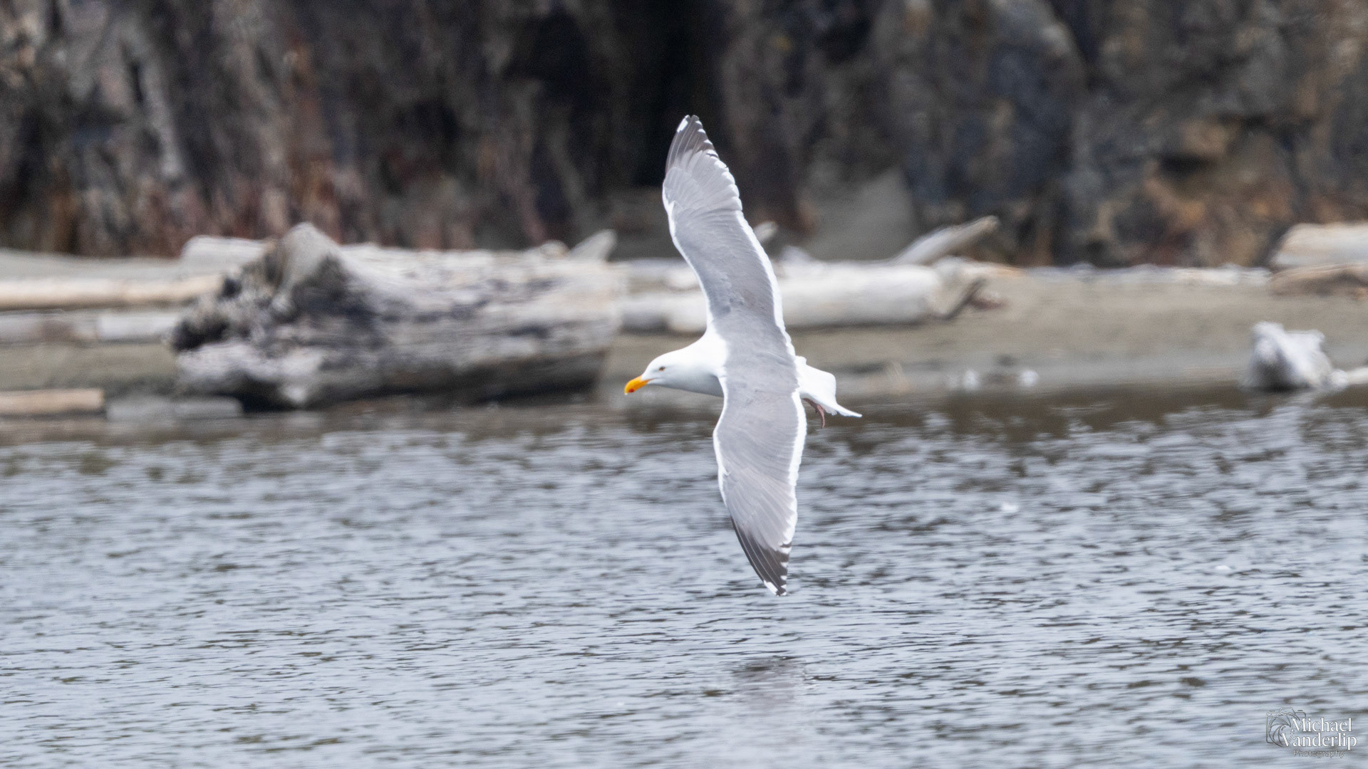 American Herring Gull on the coast at Harris Beach, Brookings, Oregon.