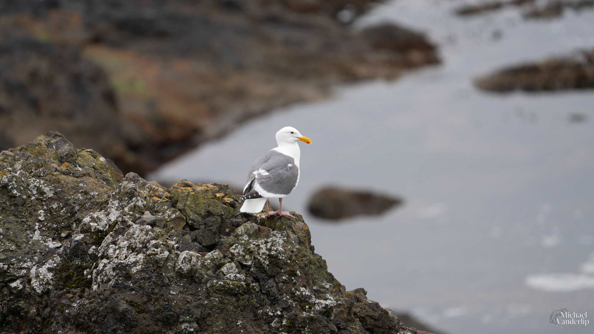 Seagull on the coast, Depoe Bay, Oregon.