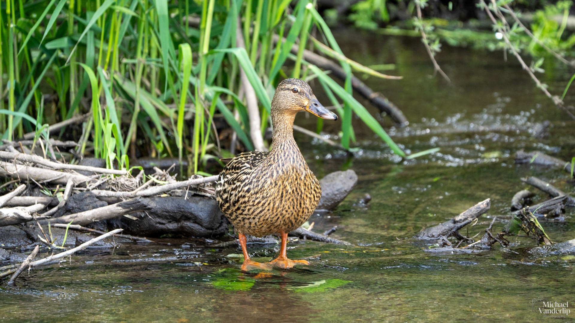Mallard along the Bear Creek Greenway near Talent, Oregon.