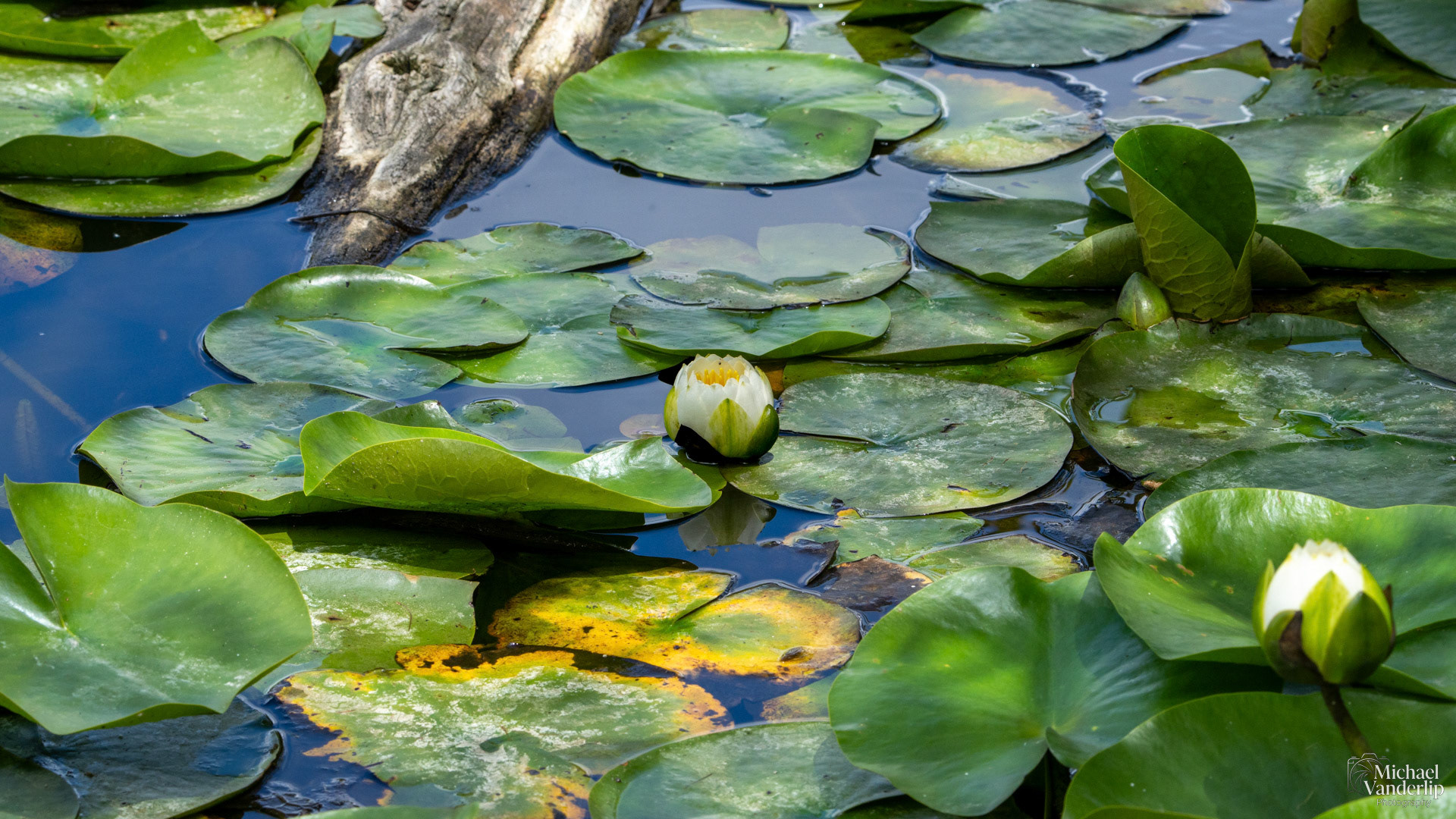 White Water Lily along the Bear Creek Greenway near Talent, Oregon.