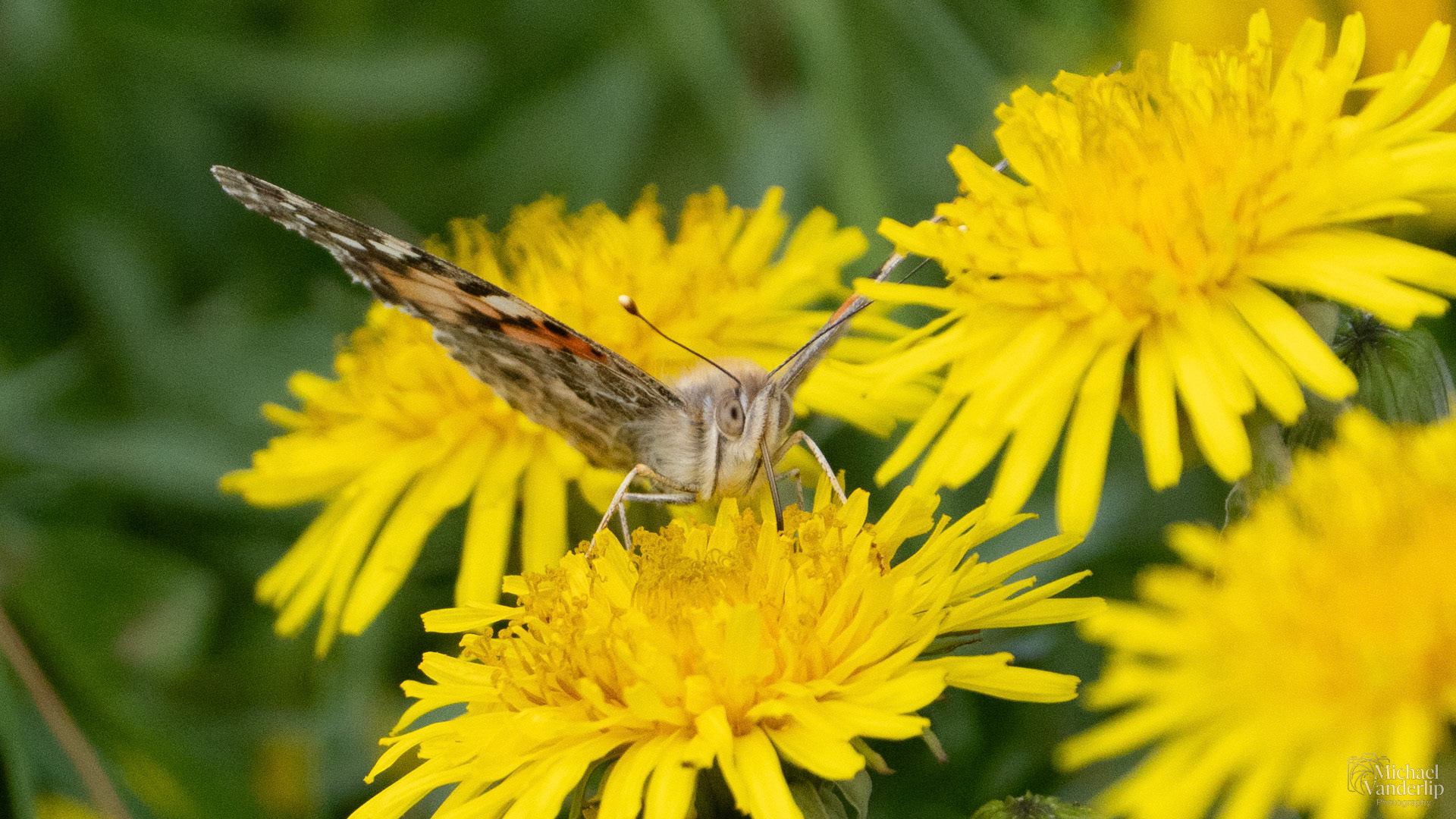 Painted Lady Butterfly and Dandelions along the Bear Creek Greenway near Talent, Oregon.