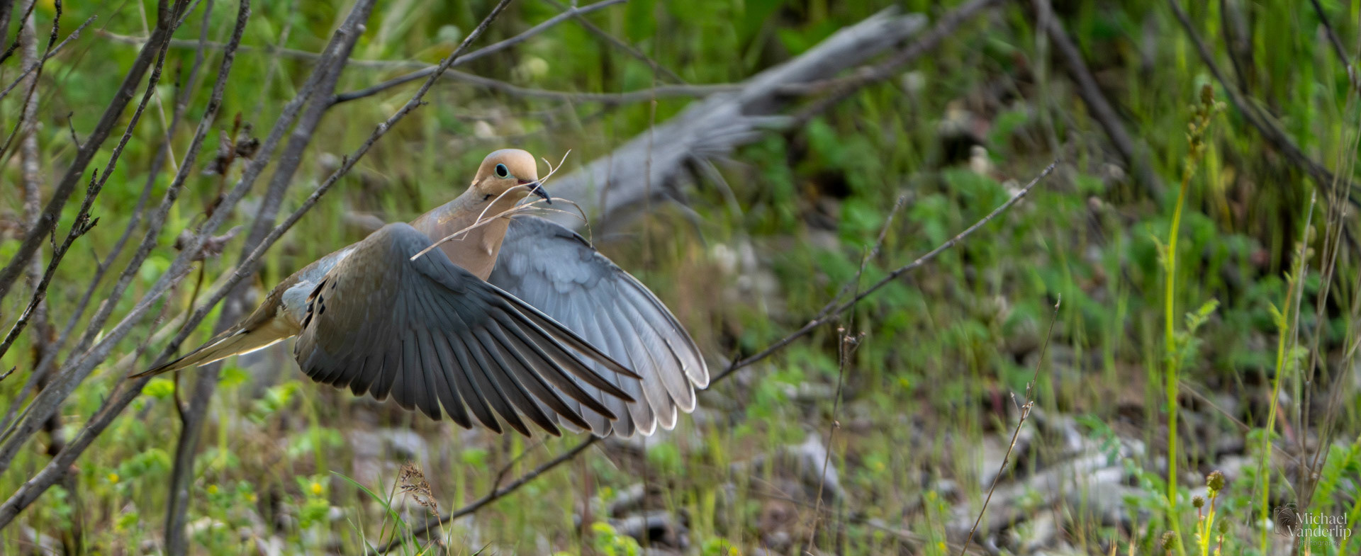 Mourning Dove along the Bear Creek Greenway near Talent, Oregon.