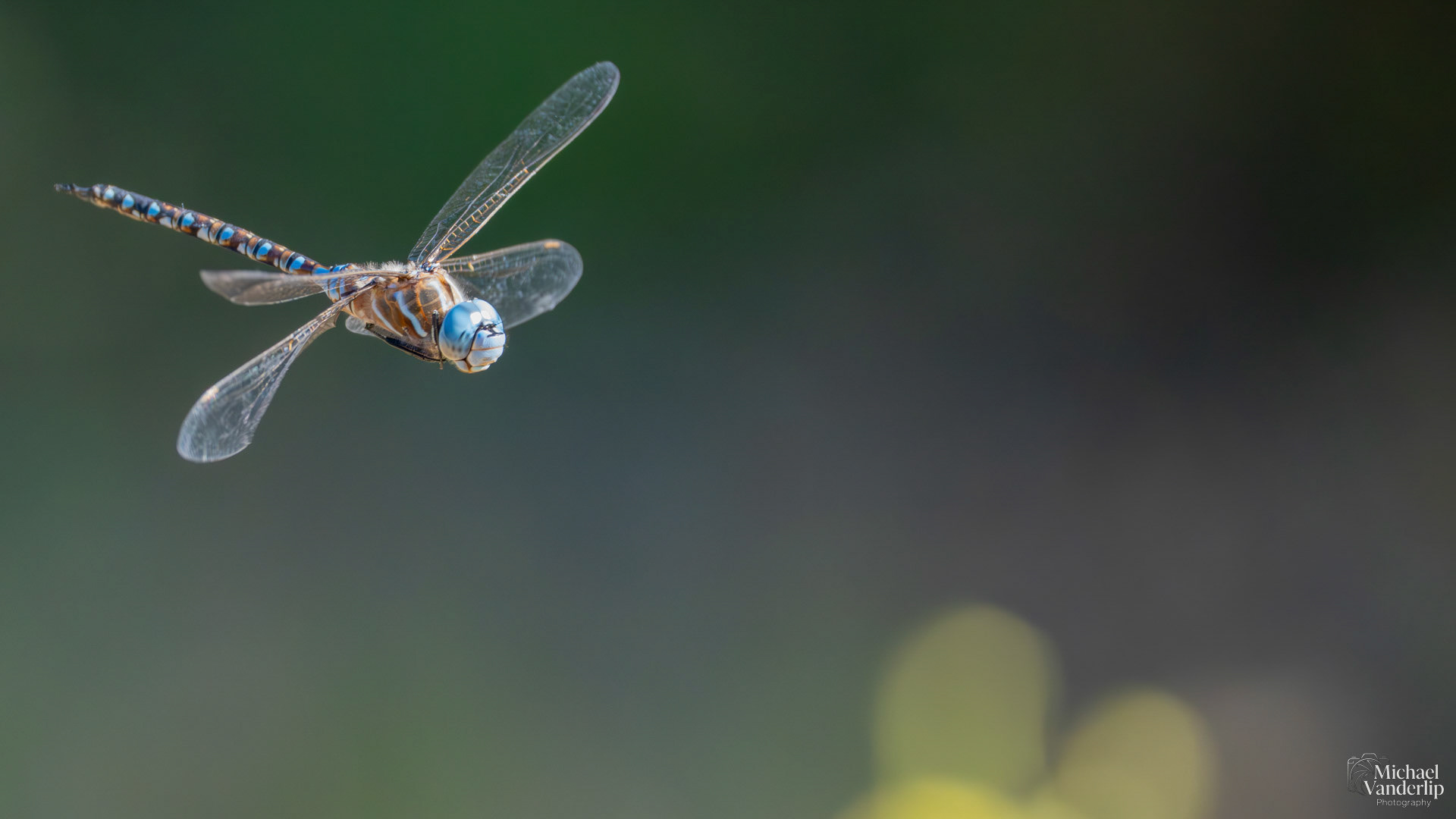 Blue-Eyed Darner Dragonfly along the Bear Creek Greenway near Talent, Oregon.