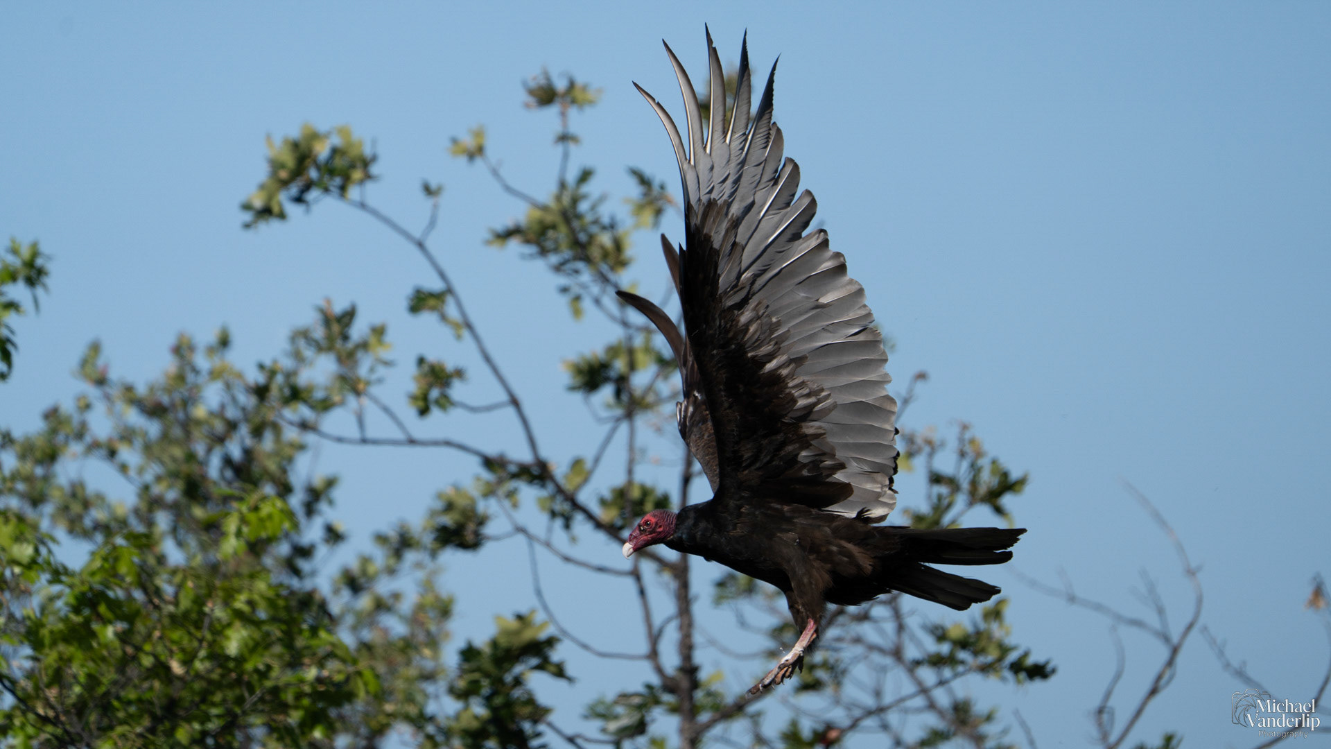 Turkey Vulture on top of Lower Table Rock, Central Point, Oregon.