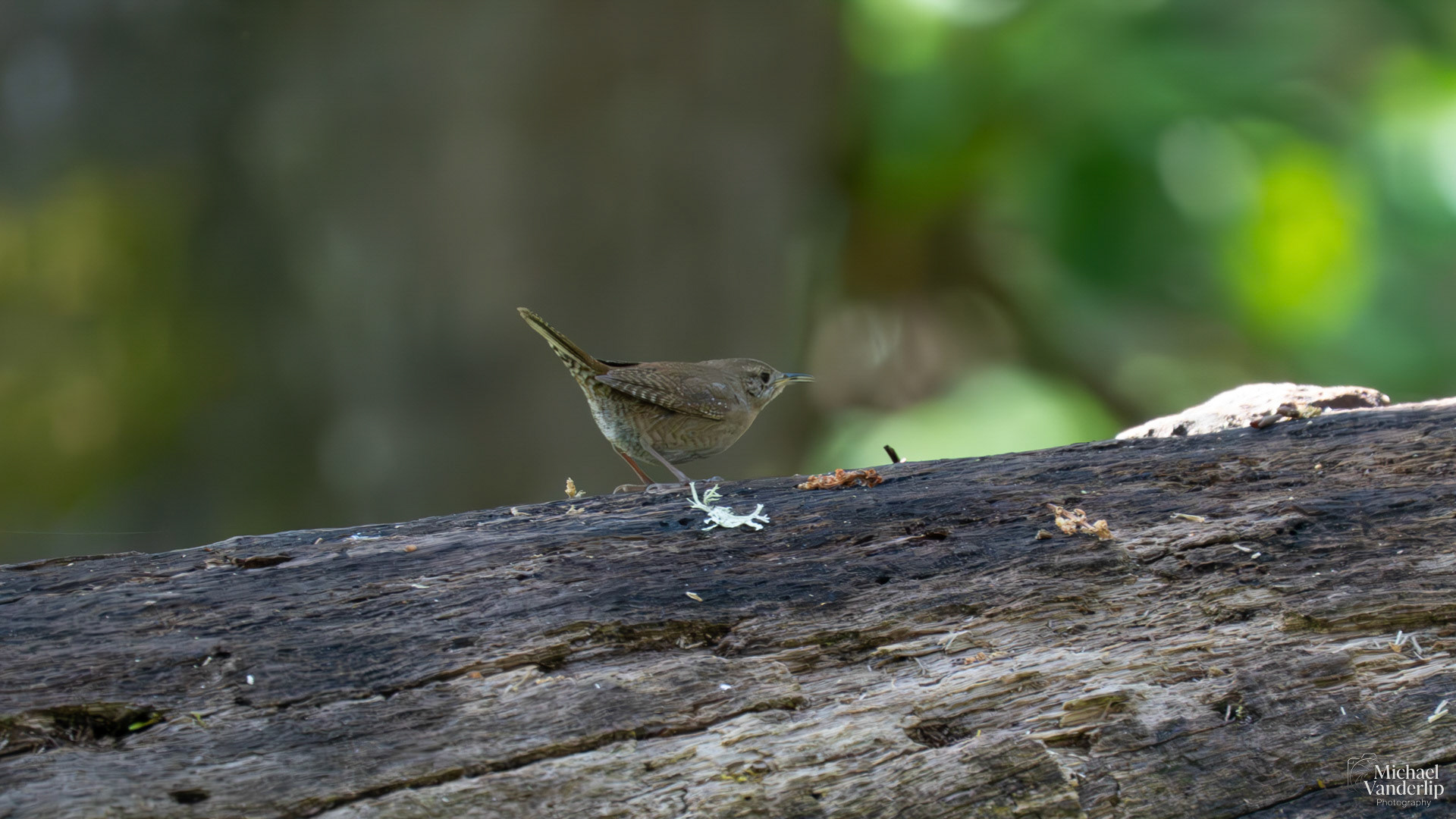 House Wren on Lower Table Rock, Central Point, Oregon.