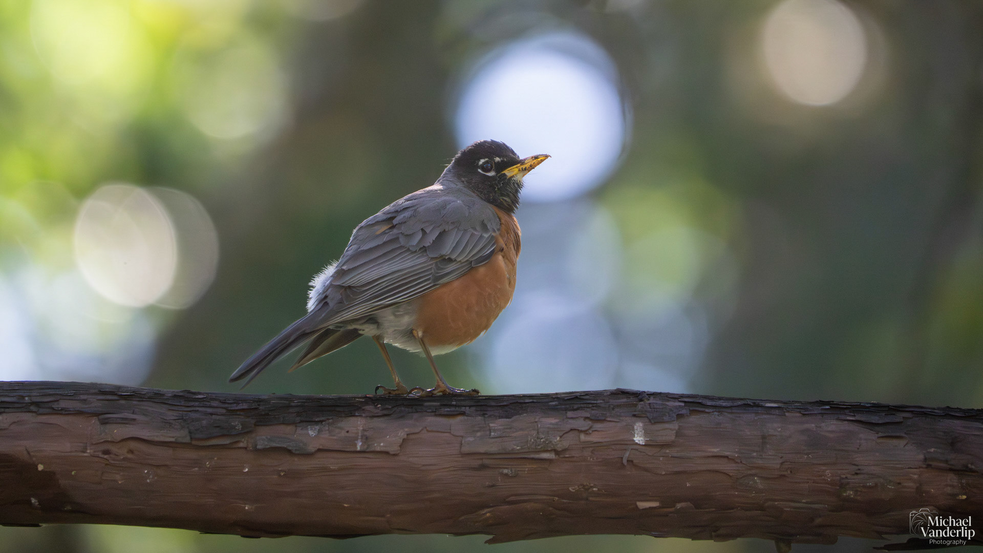 American Robin in Lithia Park, Ashland, Oregon.