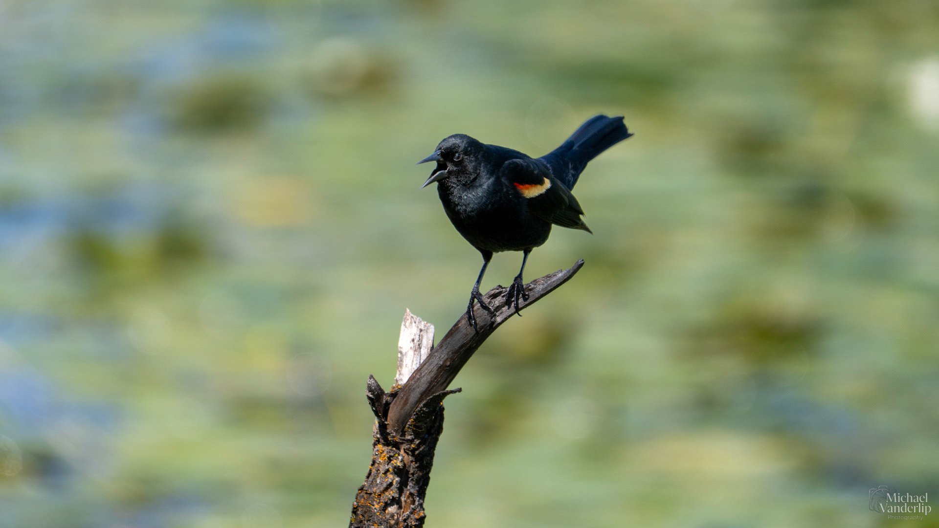 Red Winged Black Bird along the Bear Creek Greenway near Talent, Oregon.