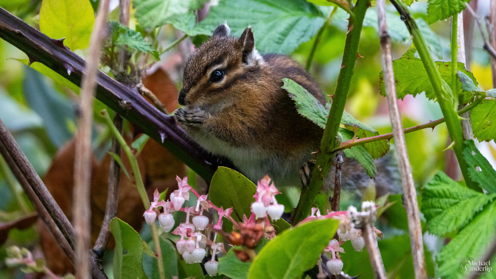Townsend's Chipmunk along the coast ner Lincoln CIty, Oregon.