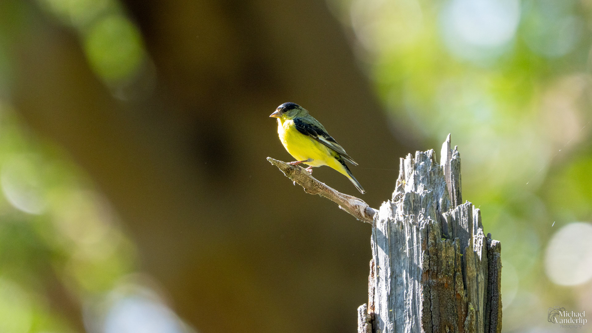 Lesser Goldfinch along the White Rabbit Trail near Ashland, Oregon.