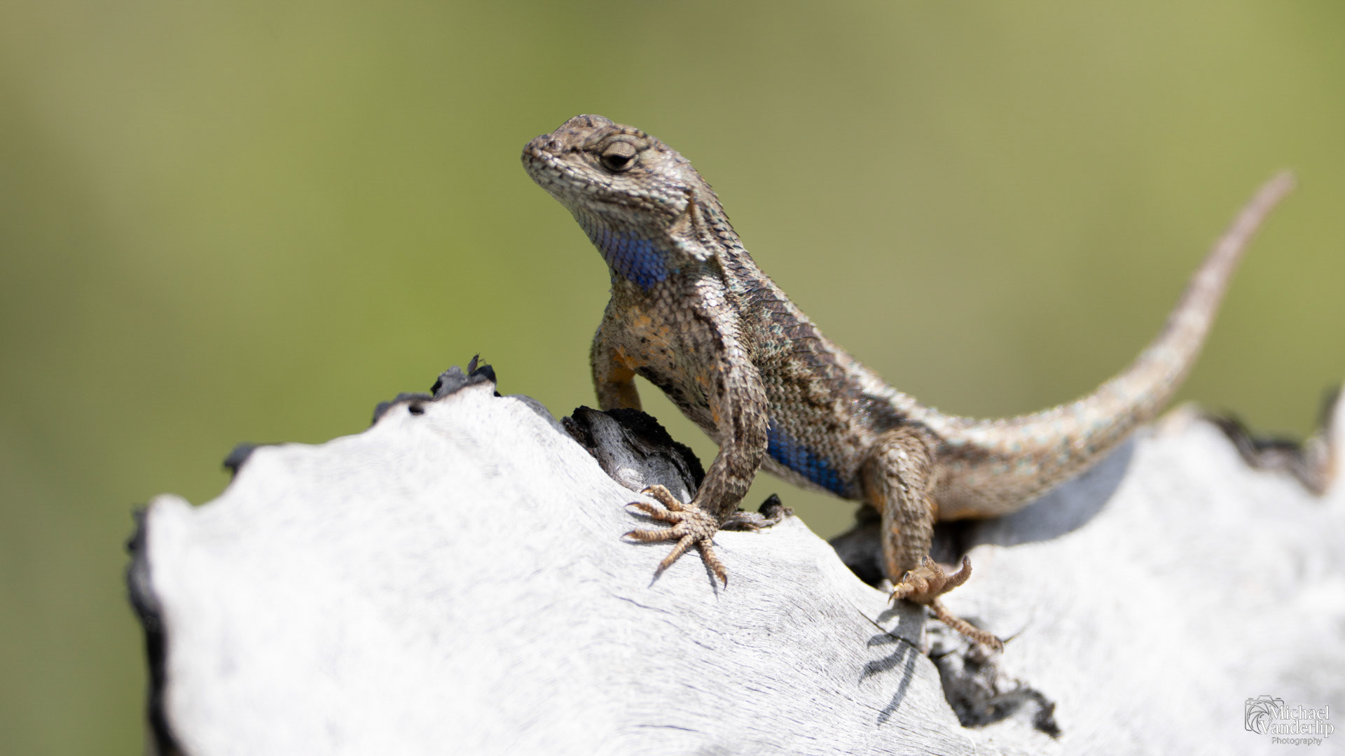 Western Fence Lizard along the Bear Creek Greenway near Talent, Oregon.