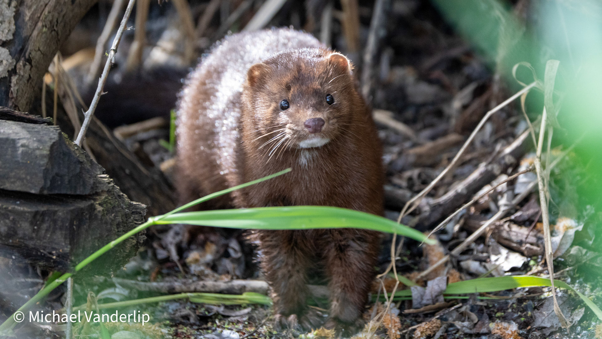 American Mink along the Bear Creek Greenway near Talent, Oregon.