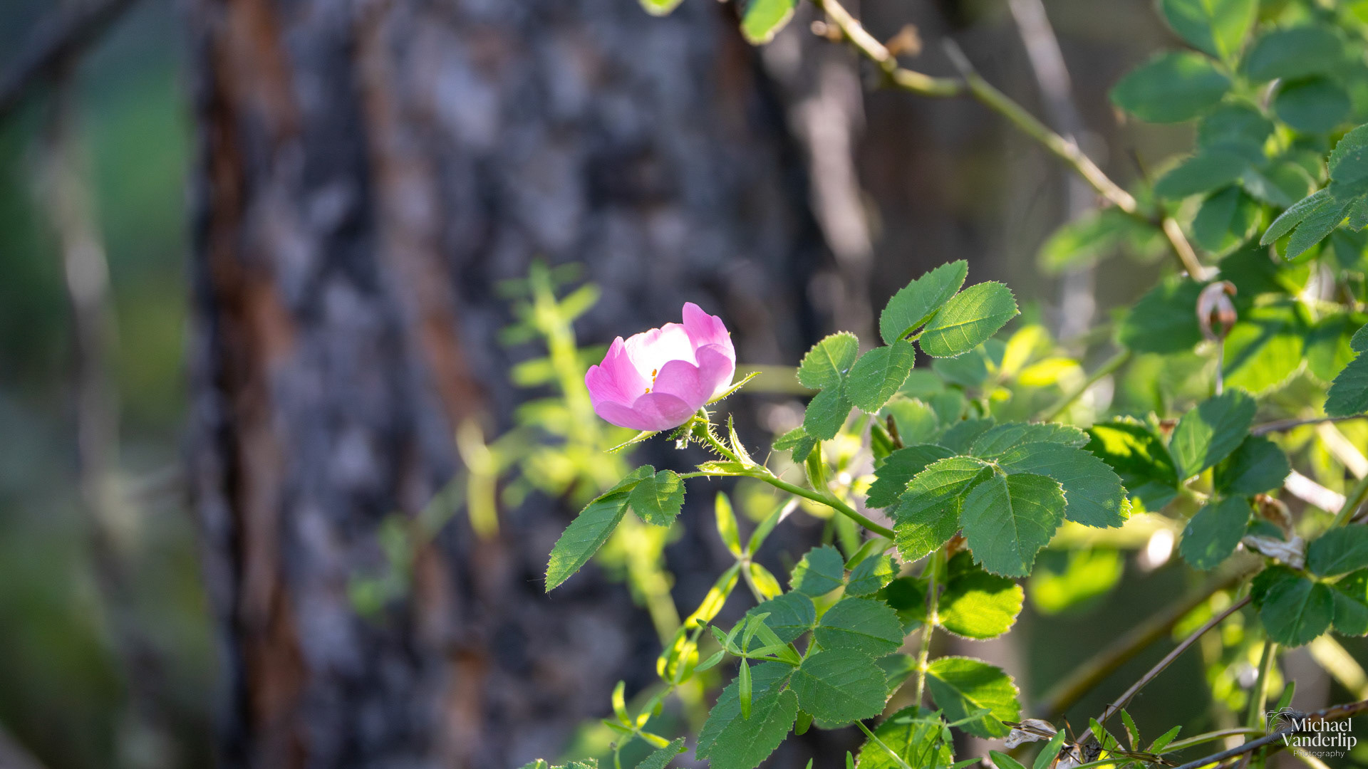 Nootka Rose along the Roxy Ann Trail, Medford, Oregon.