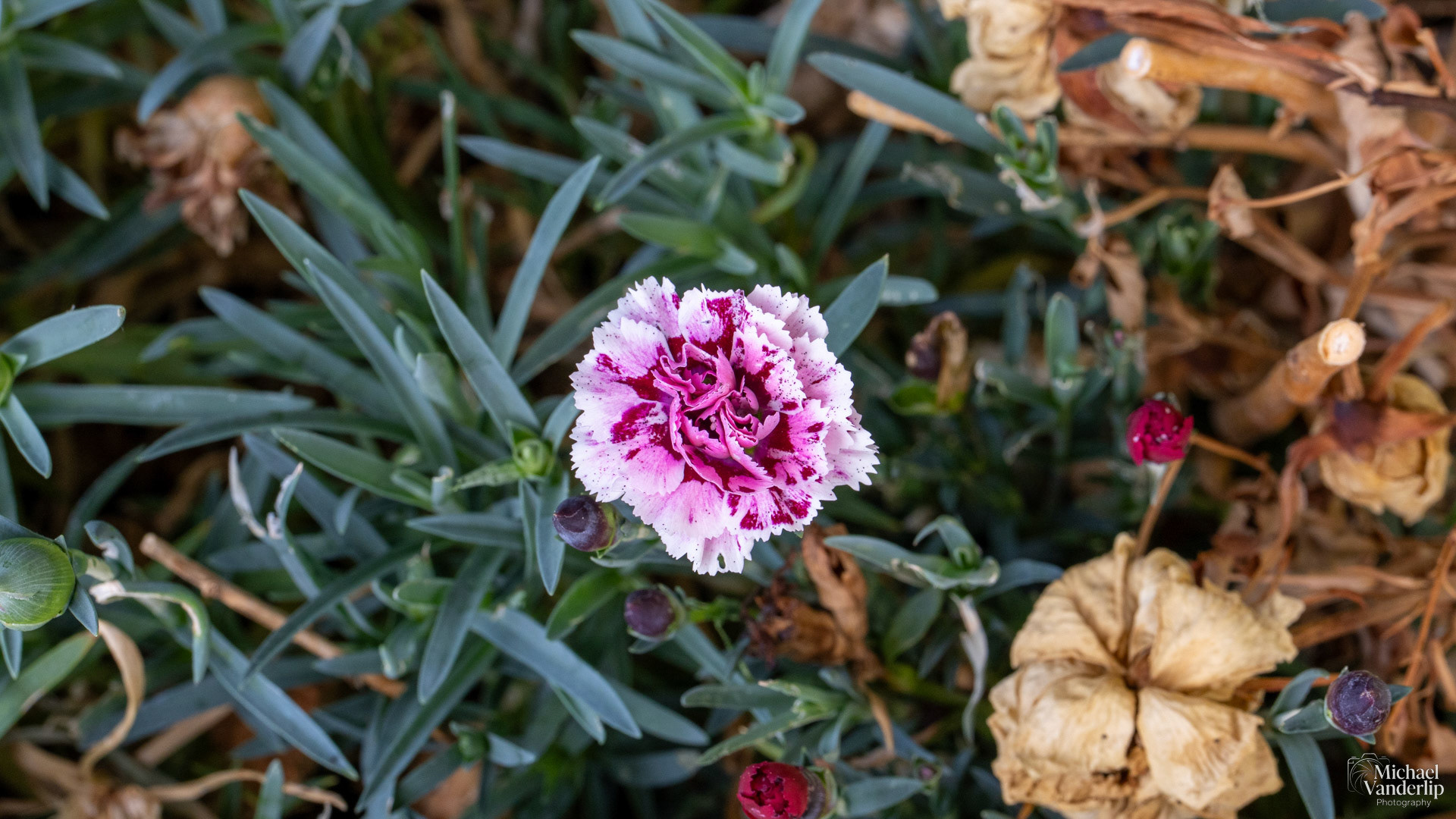 Carnation in Talent, Oregon.