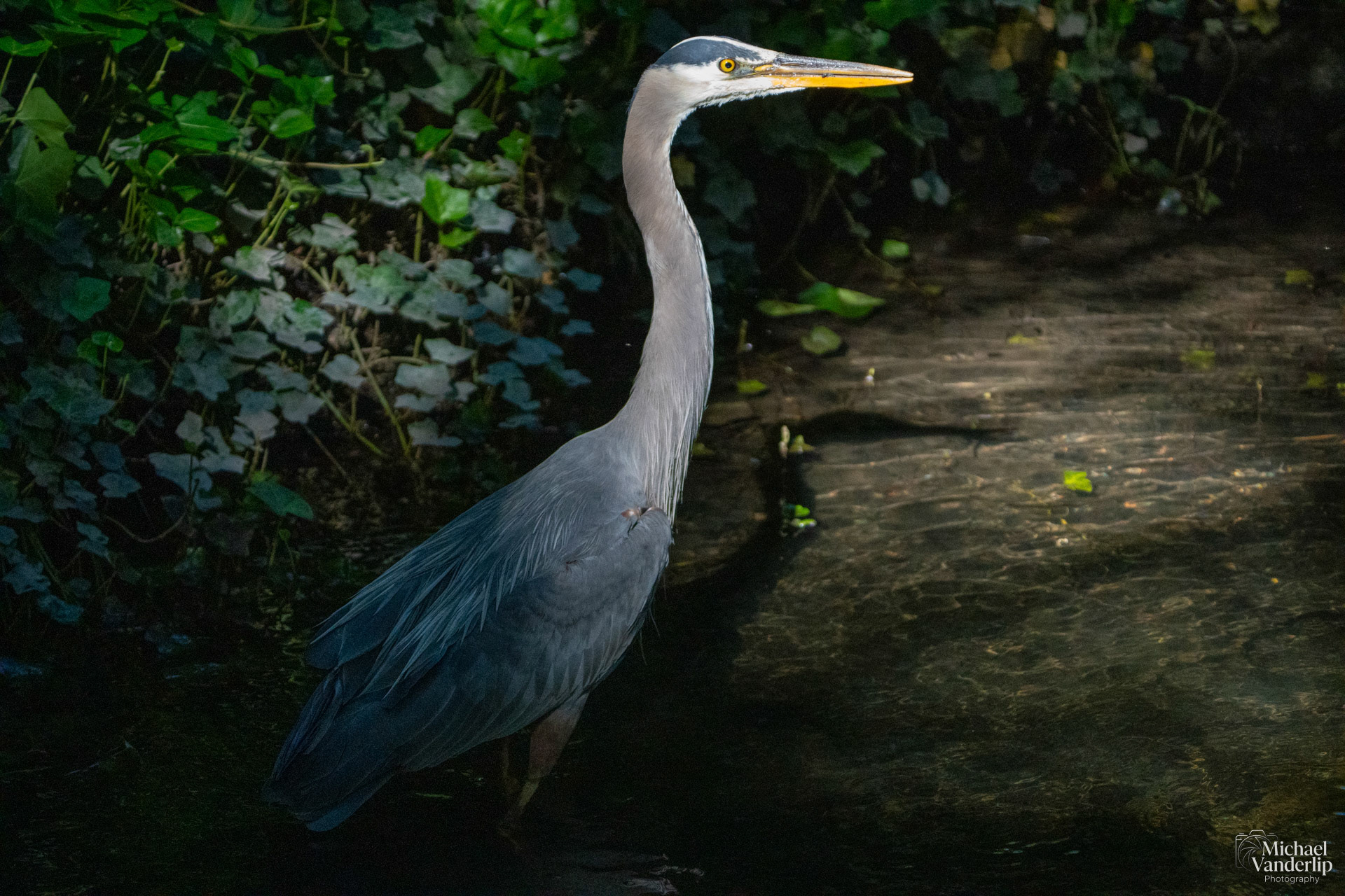 Great Blue Heron in Lithia Park, Ashland, Oregon.