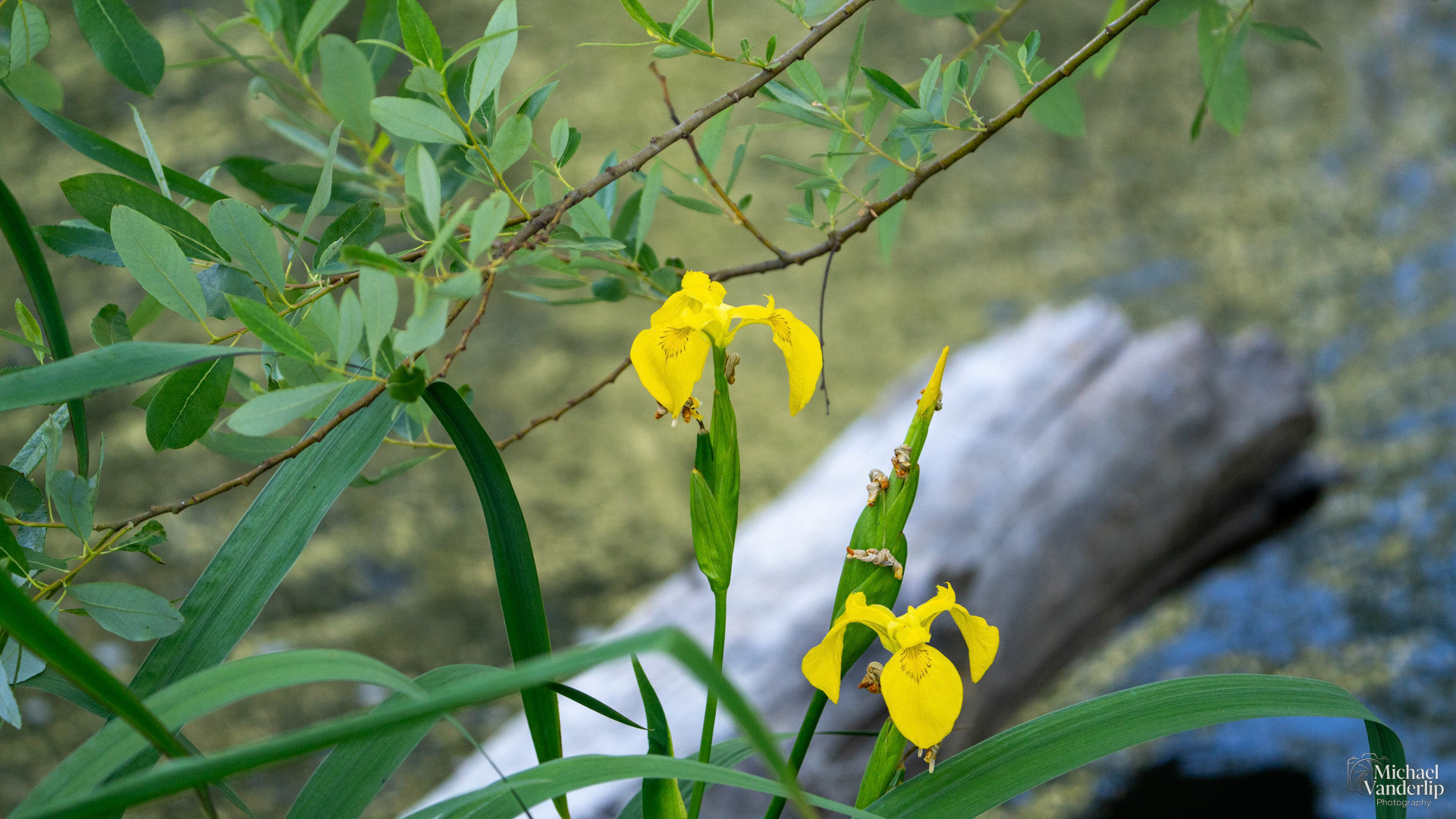 Yellow Iris along the Bear Creek Greenway near Talent, Oregon.
