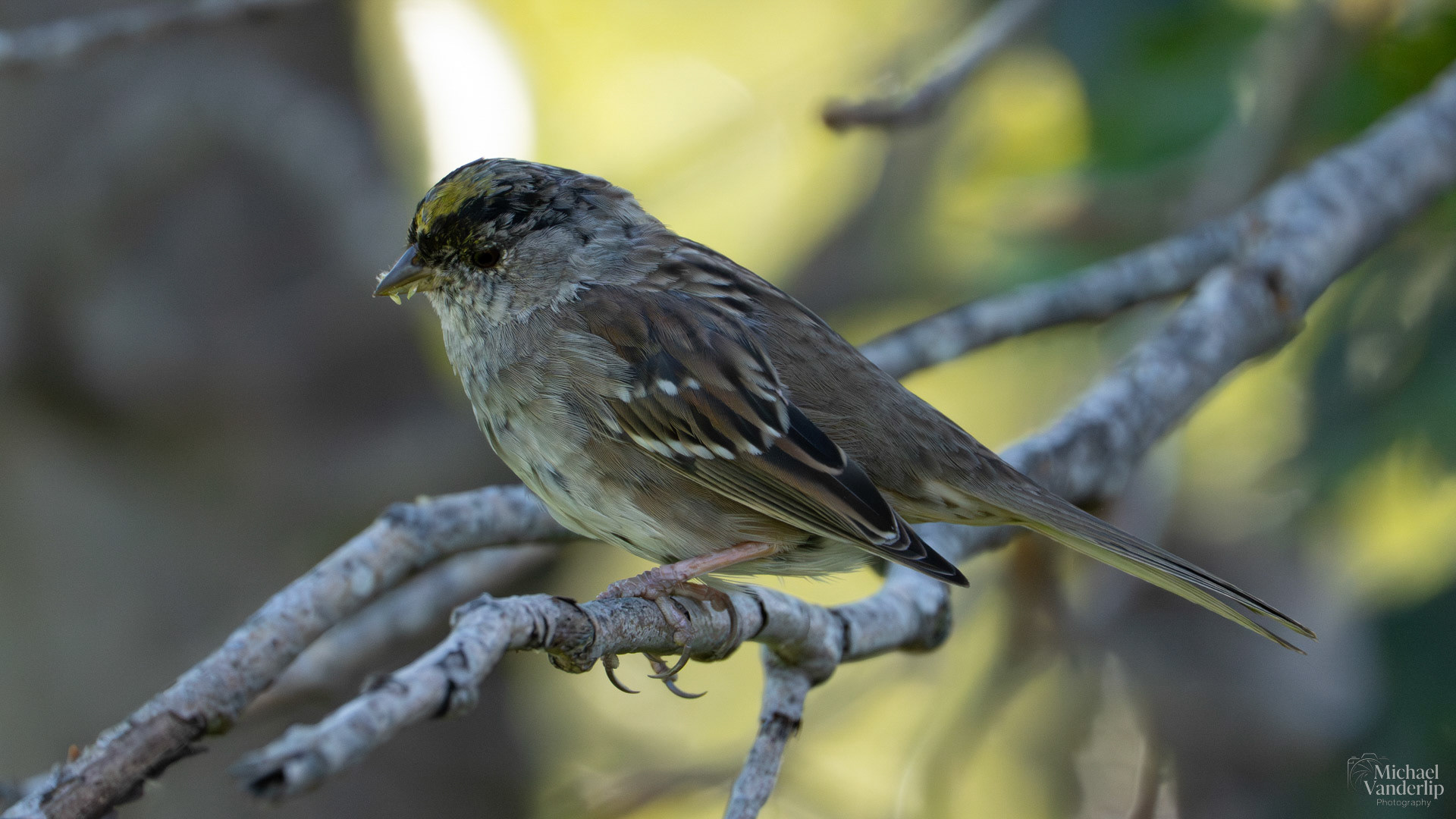 Golden Crowned Sparrow along the Bear Creek Greenway near Talent, Oregon.