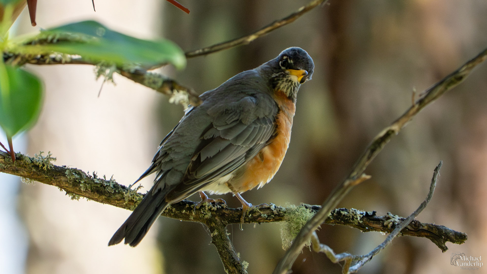 American Robin along the White Rabbit Trail near Ashland, Oregon.