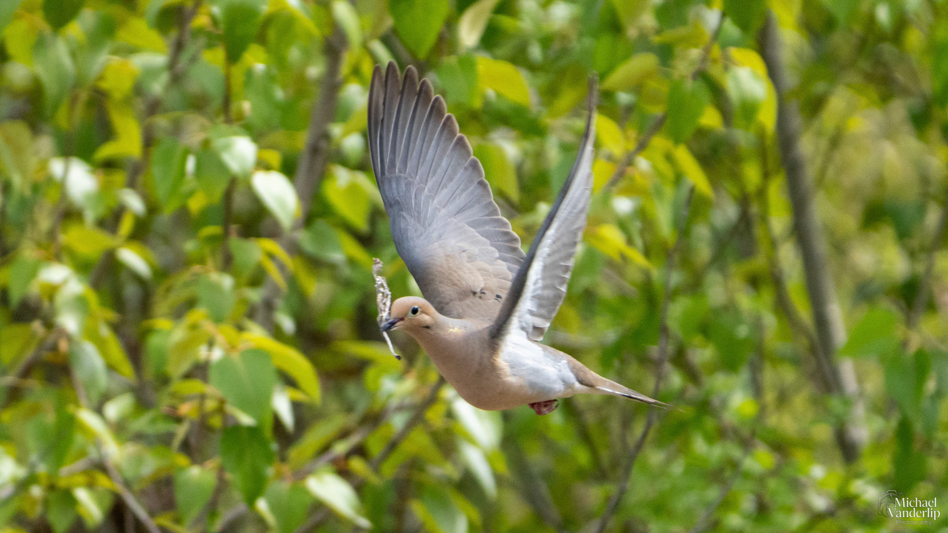 Mourning Dove along the Bear Creek Greenway near Talent, Oregon.