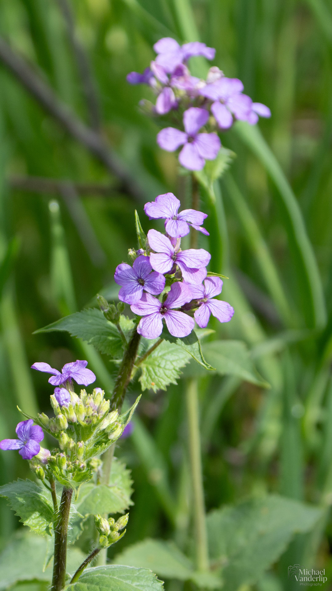 Lunaria Annua along the Bear Creek Greenway near Talent, Oregon.
