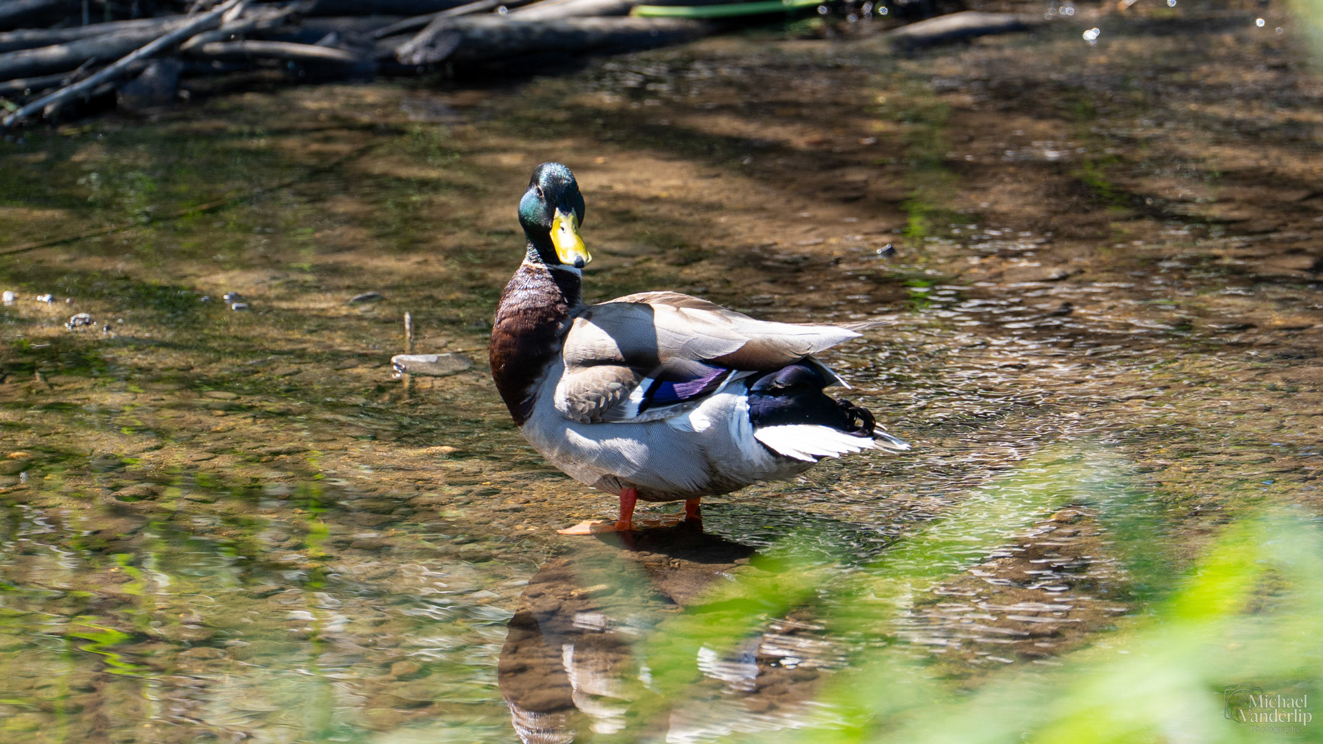 Mallard Duck in Bear Creek along the Bear Creek Greenway near Talent, Oregon.