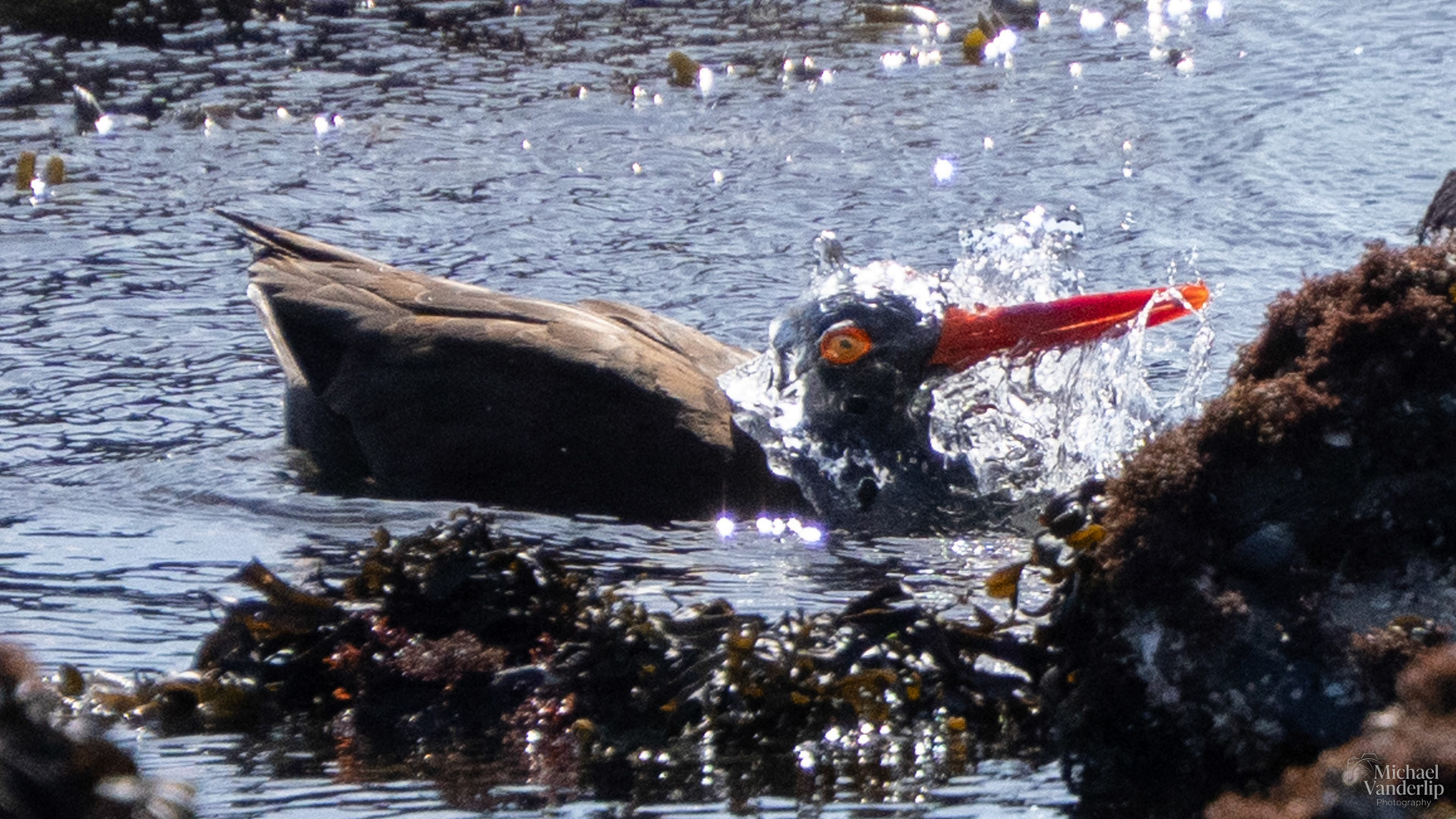 Black Oystercatcher on Harris Beach, Brookings, Oregon.