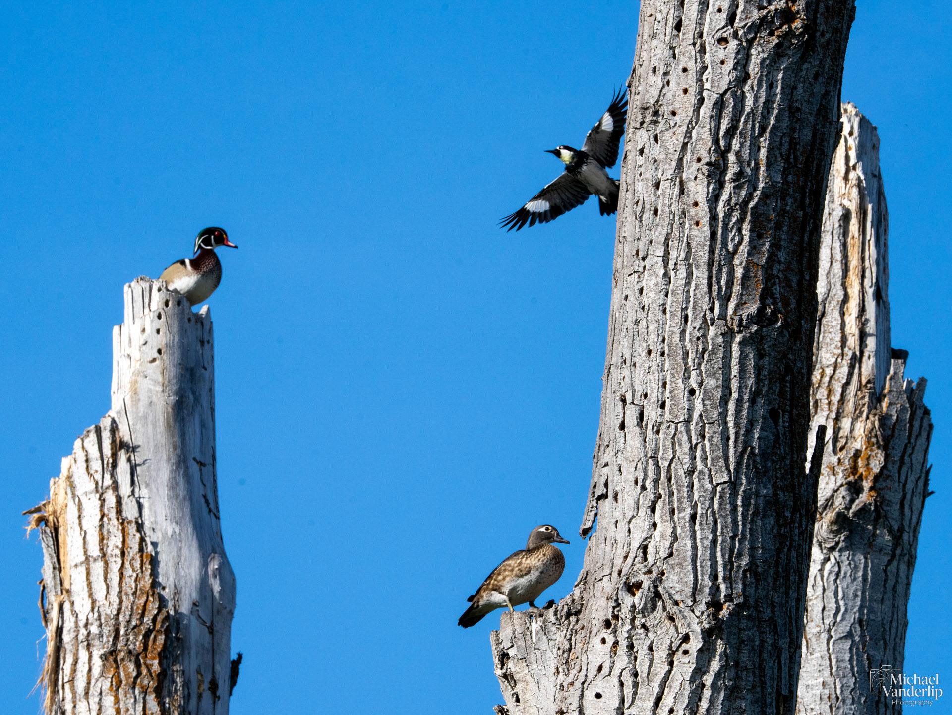 Wood Ducks and an Acorn Woodpecker along the Bear Creek Greenway near Talent, Oregon.