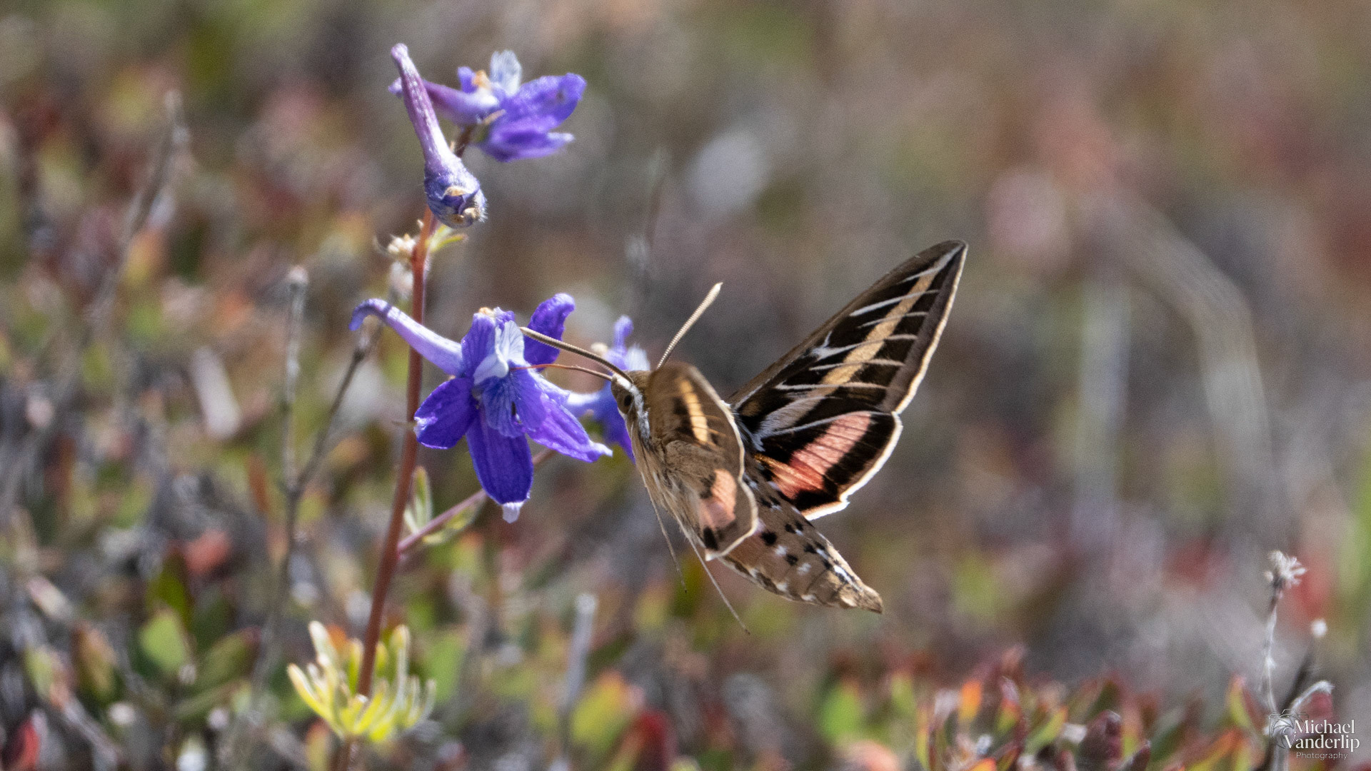 White-Lined Sphinx Moth along the Pacific Crest Trail near Mt. Ashland, Oregon.
