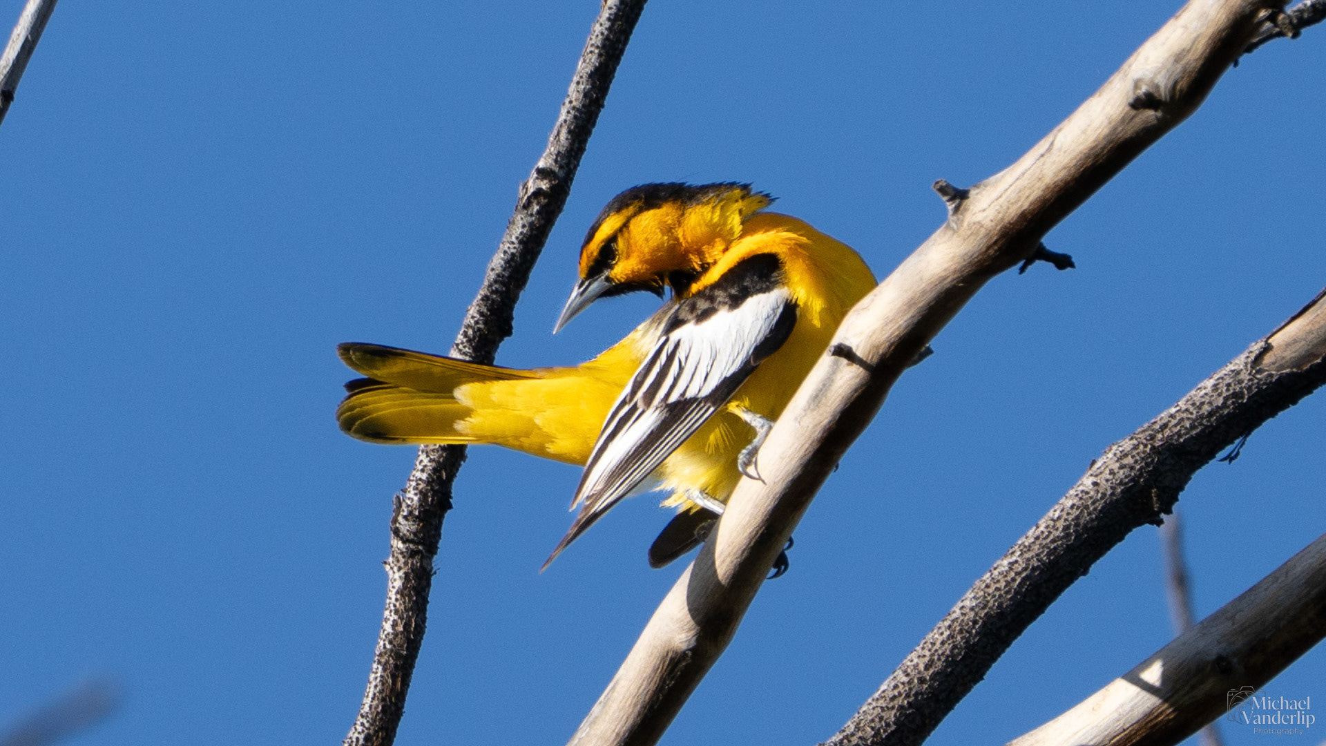 Bullock's Oriole along the Bear Creek Greenway near Talent, Oregon.