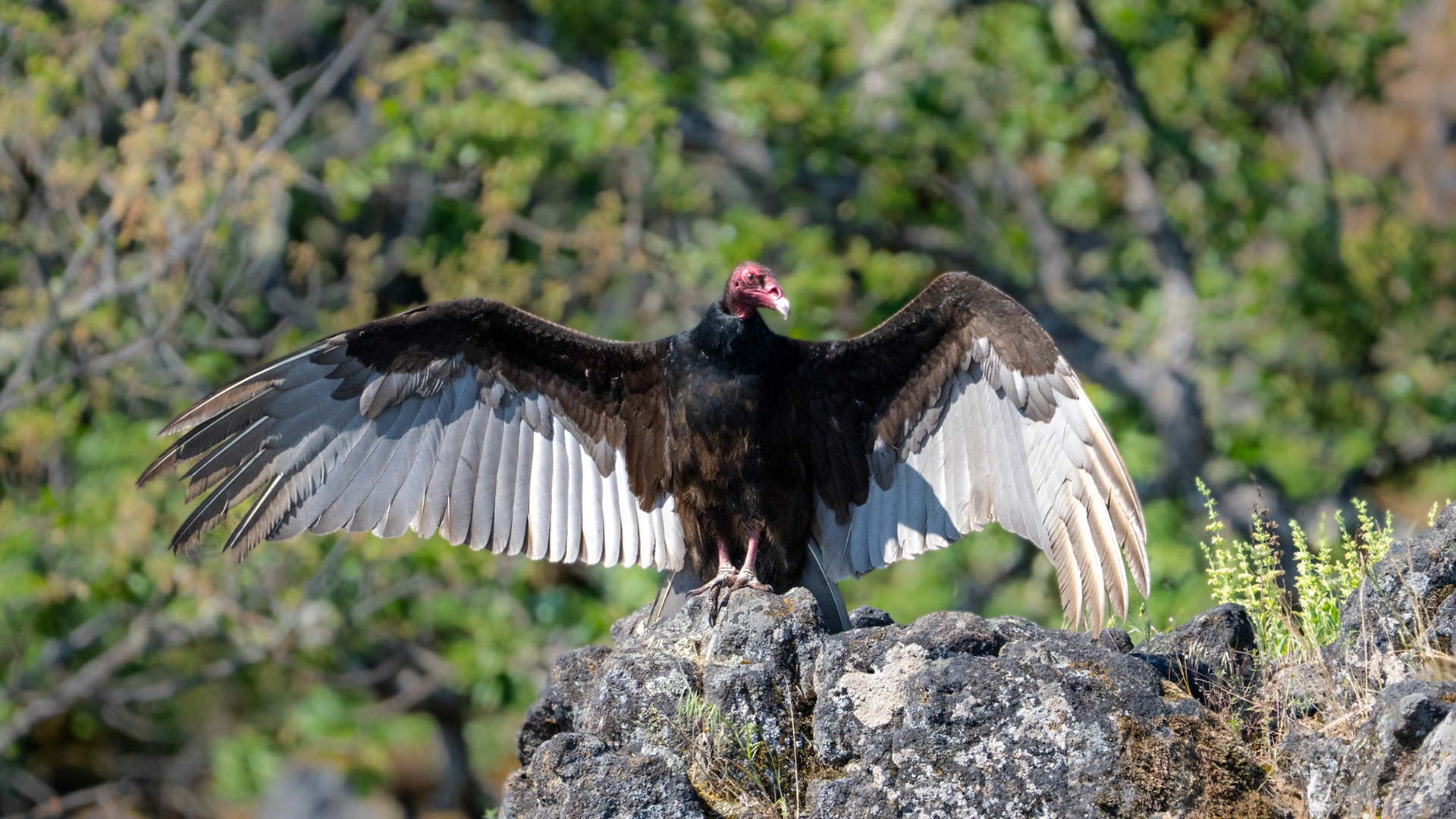 Turkey Vullture on Lower Table Rock, Central Point Oregon.