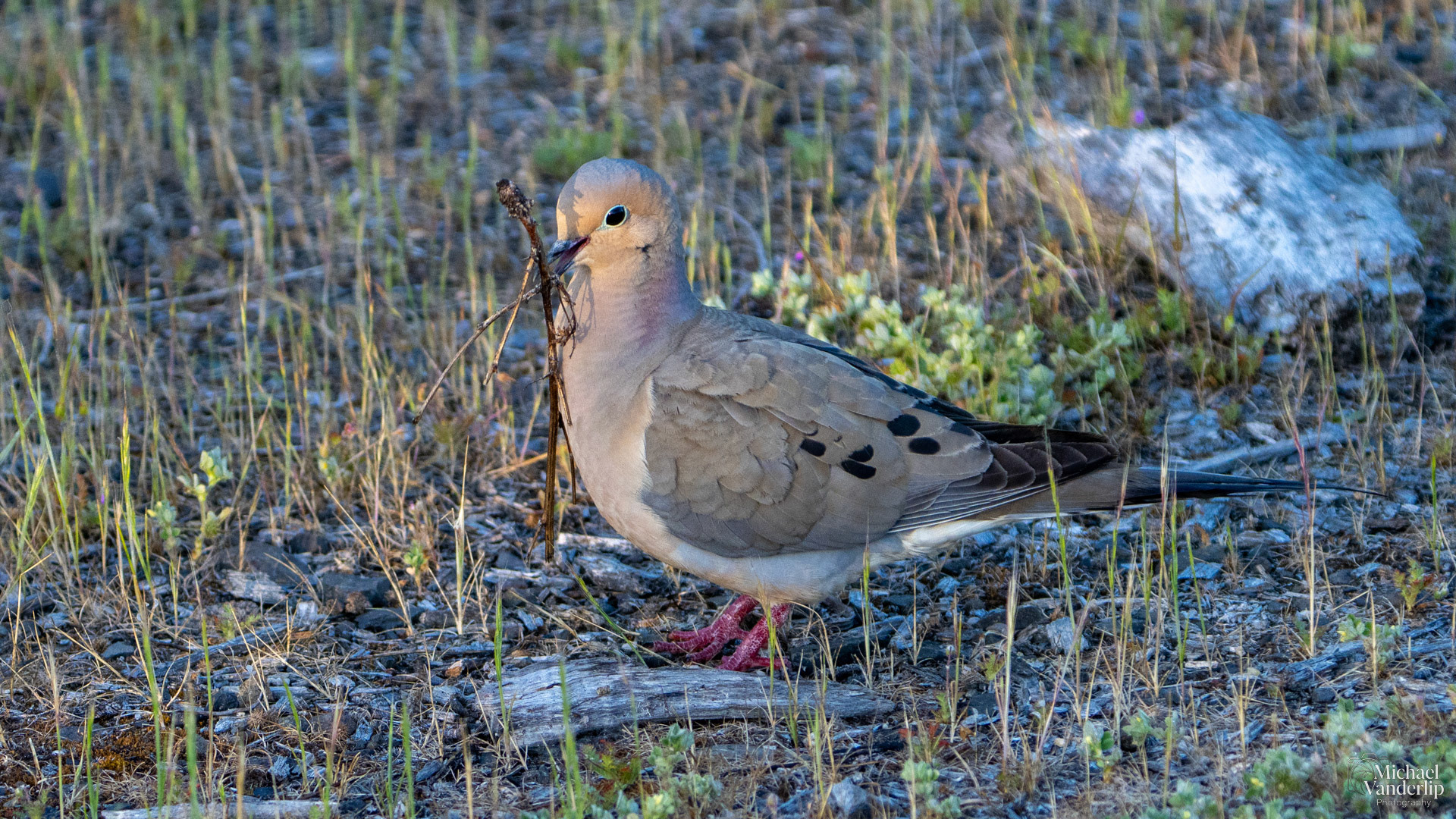 Mourning Dove along the Bear Creek Greenway near Talent, Oregon.