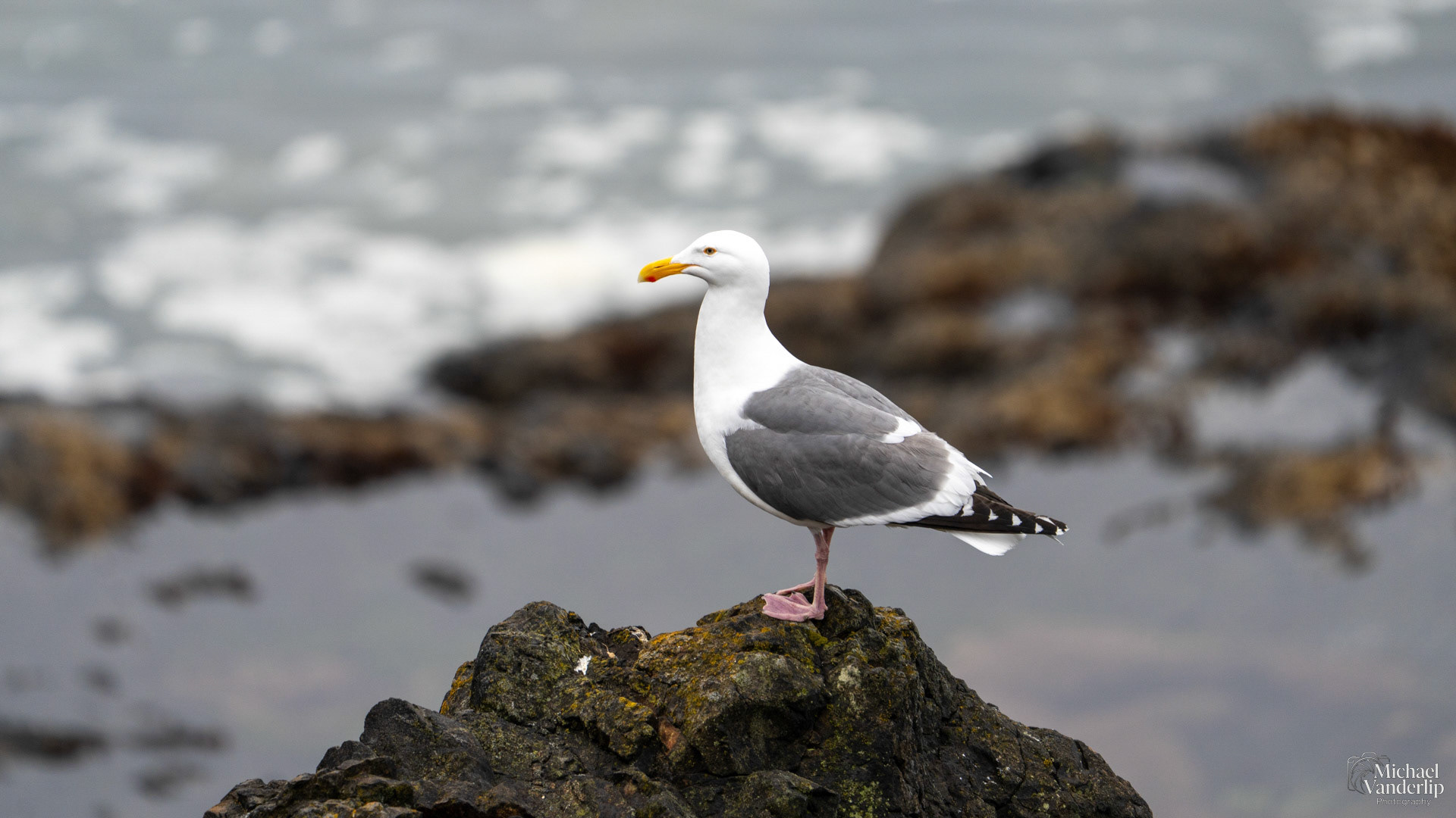 Seagull on the coast, Depoe Bay, Oregon.