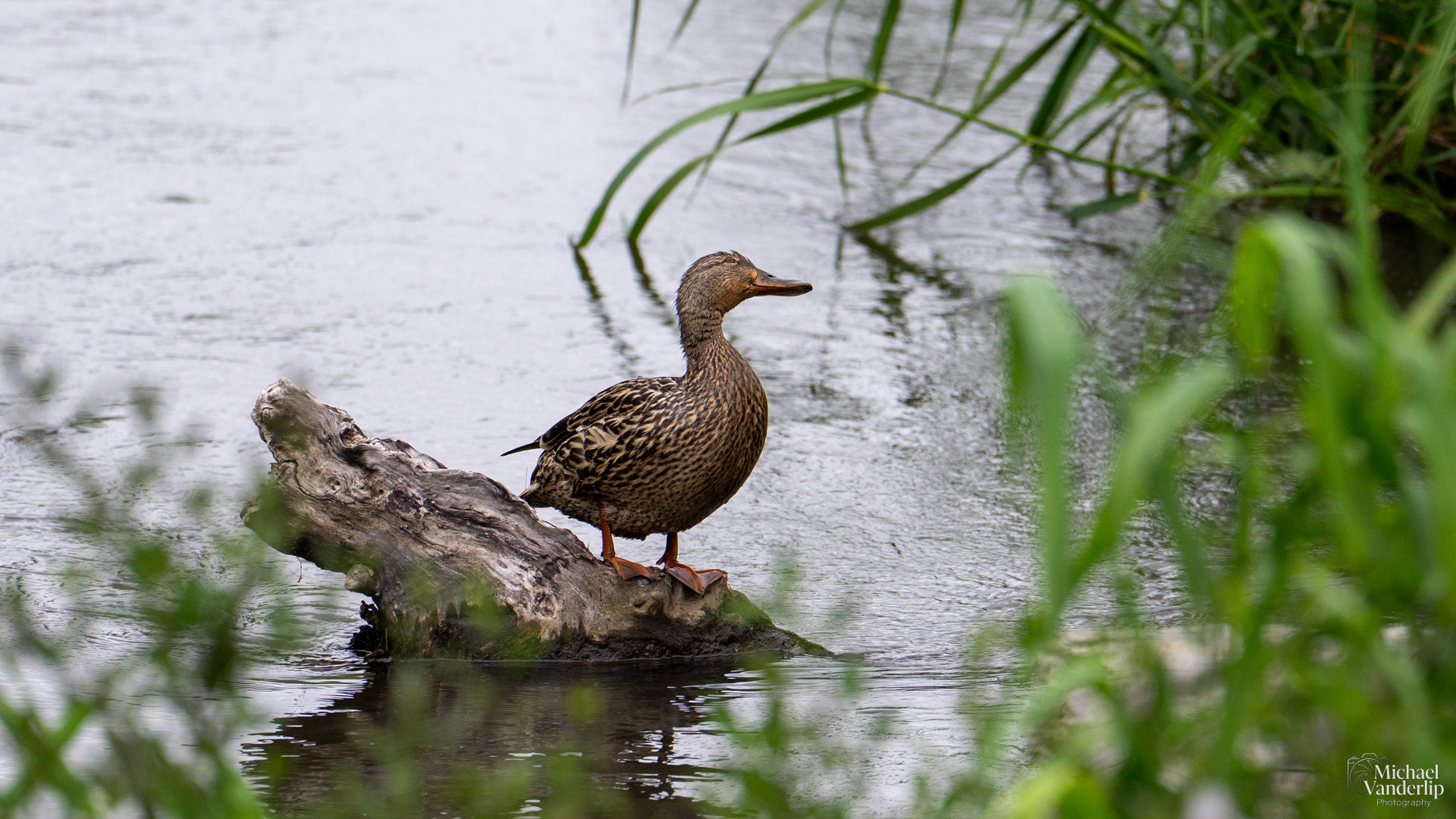 Mallard along the Bear Creek Greenway near Talent, Oregon.