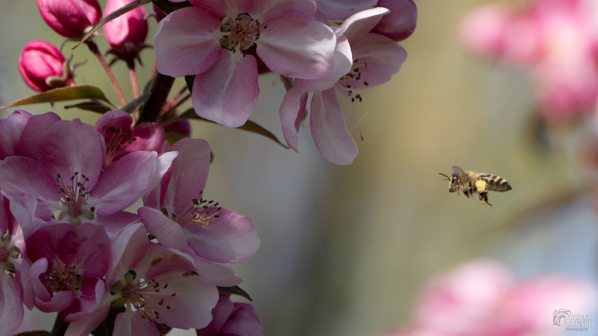 Honey Bee and Crabapple Blossoms along the Bear Creek Greenway near Talent, Oregon.