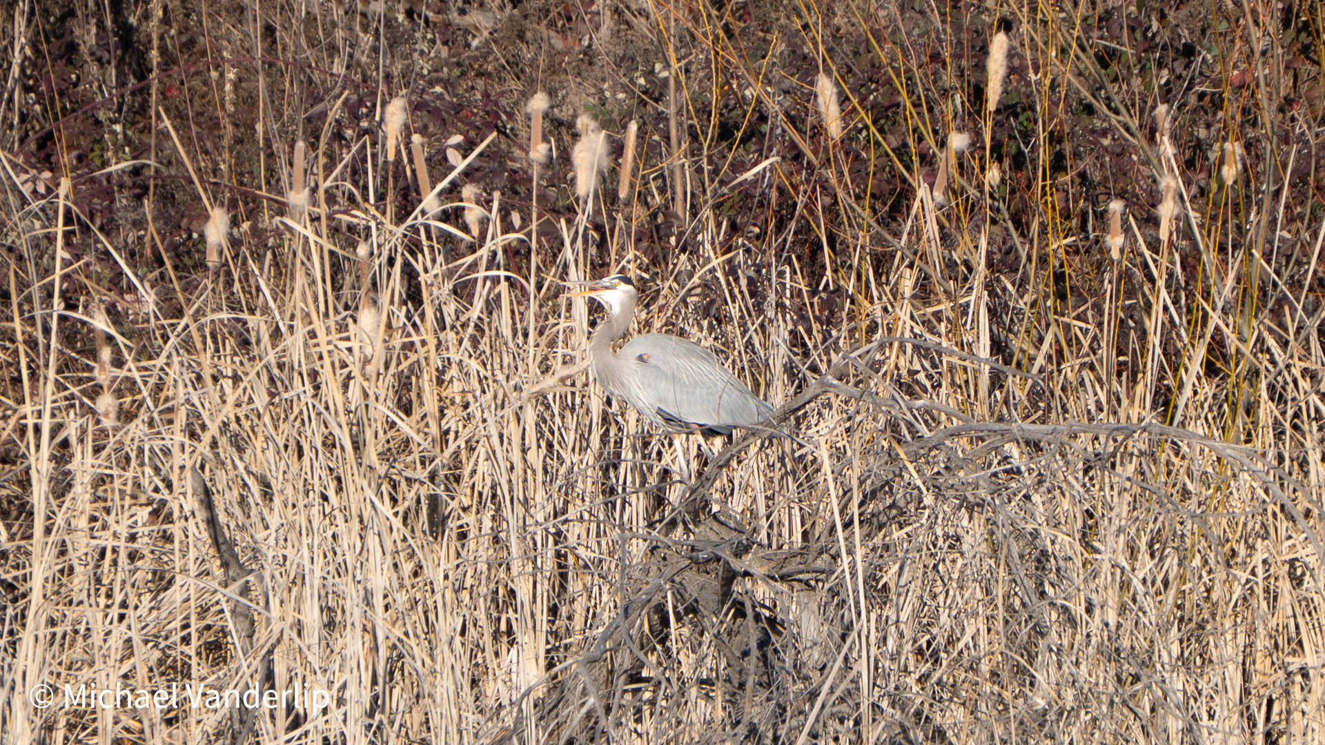 Great Blue Heon on the Talent Greenway