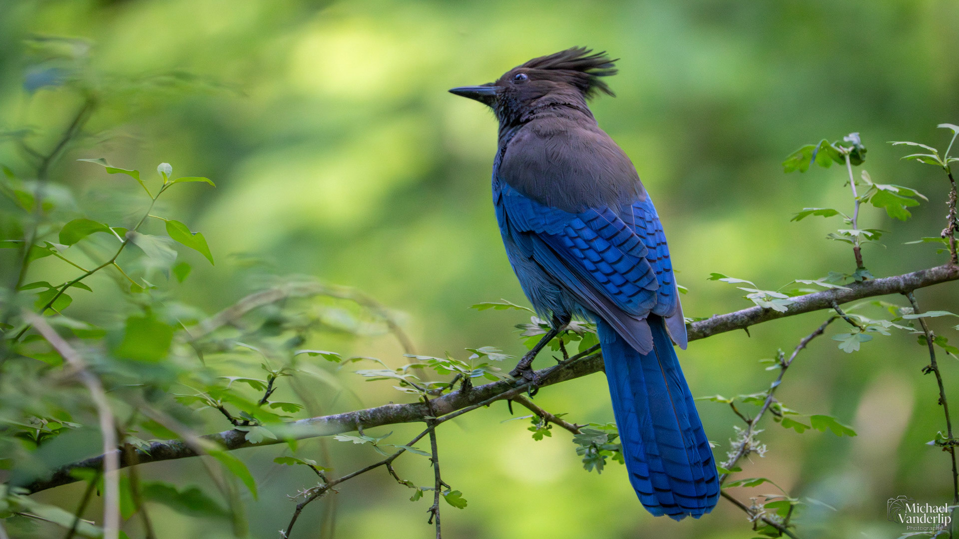 Steller's Jay in Lithia Park, Ashland, Oregon.