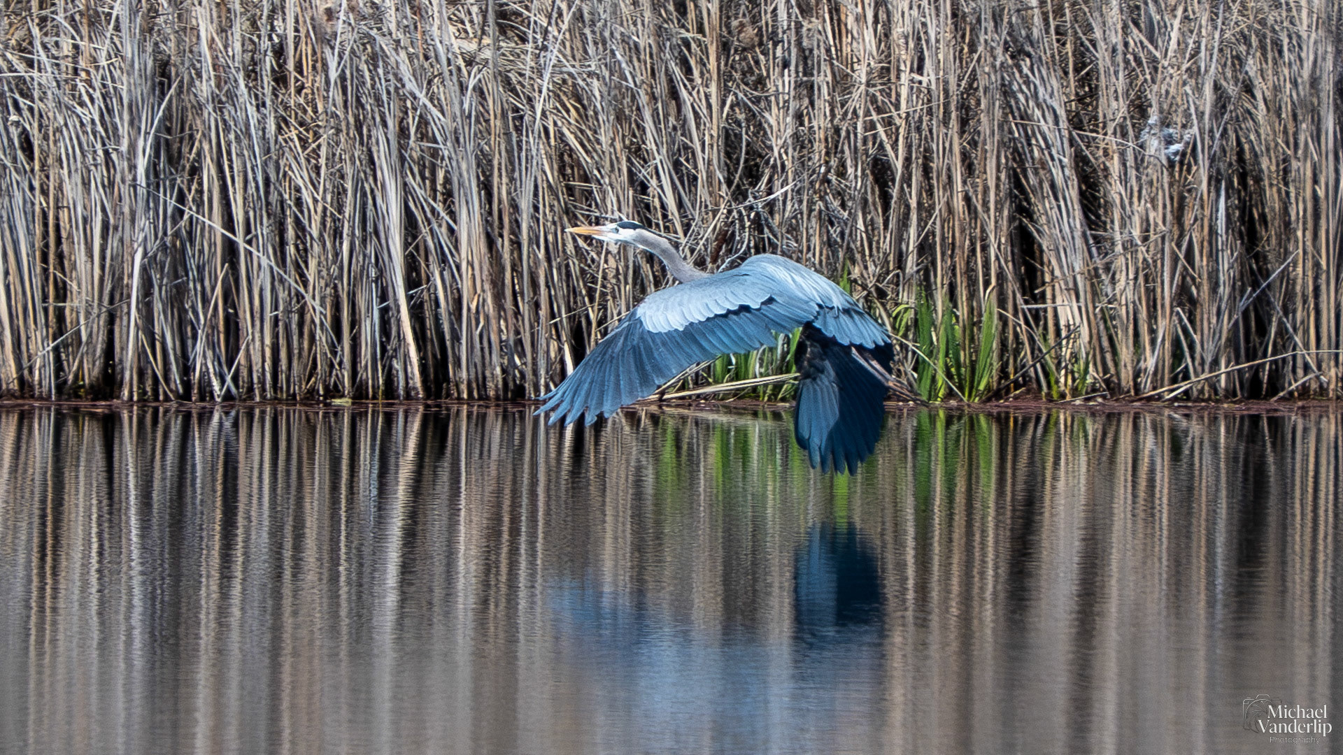 Great Blue Heron along the Bear Creek Greenway near Talent, Oregon.