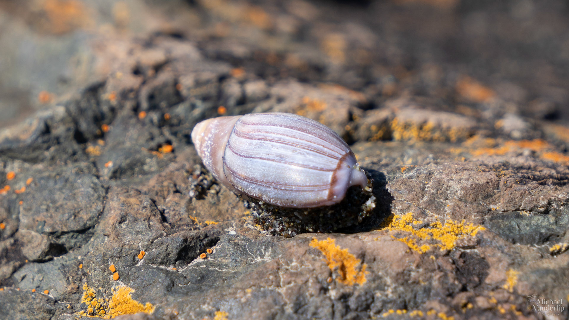 Sea Snail on Harris Beach, Brookings, Oregon.