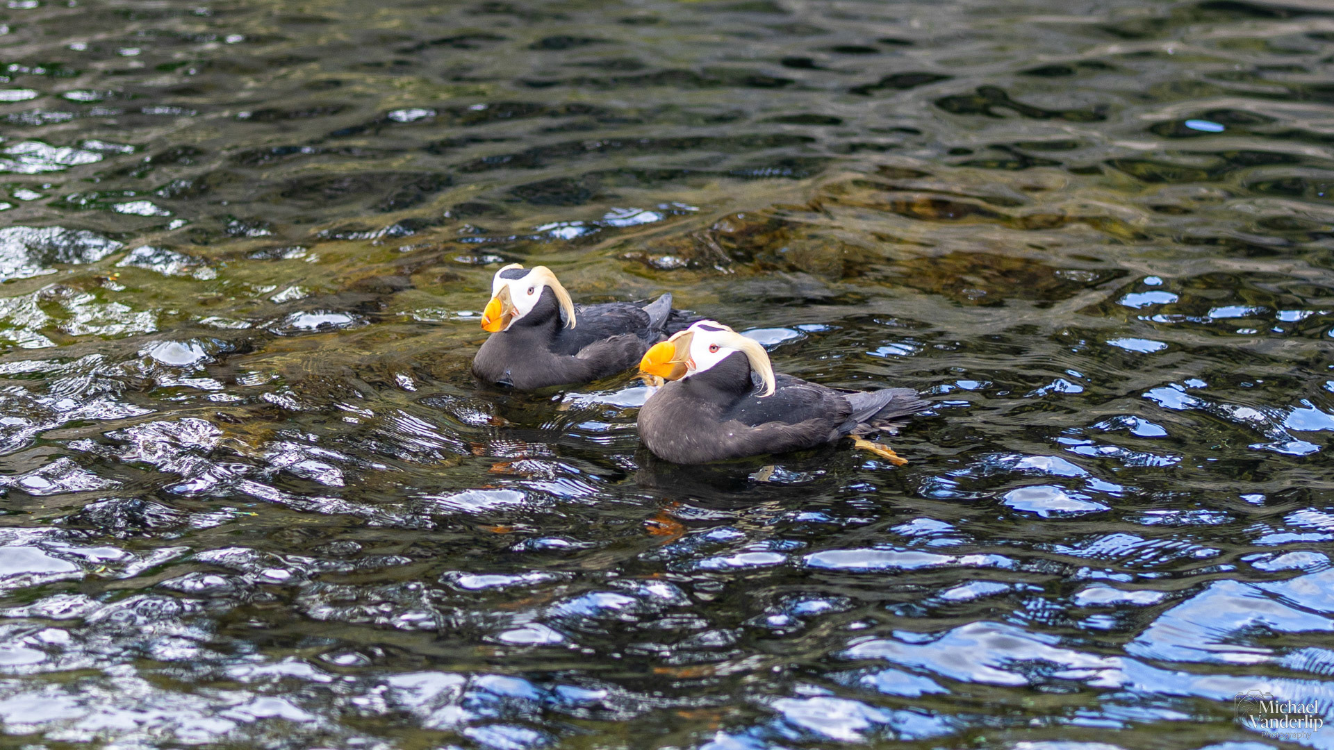 Tufted Puffin at the Oregon Coast Aquarium, Newport, Oregon.