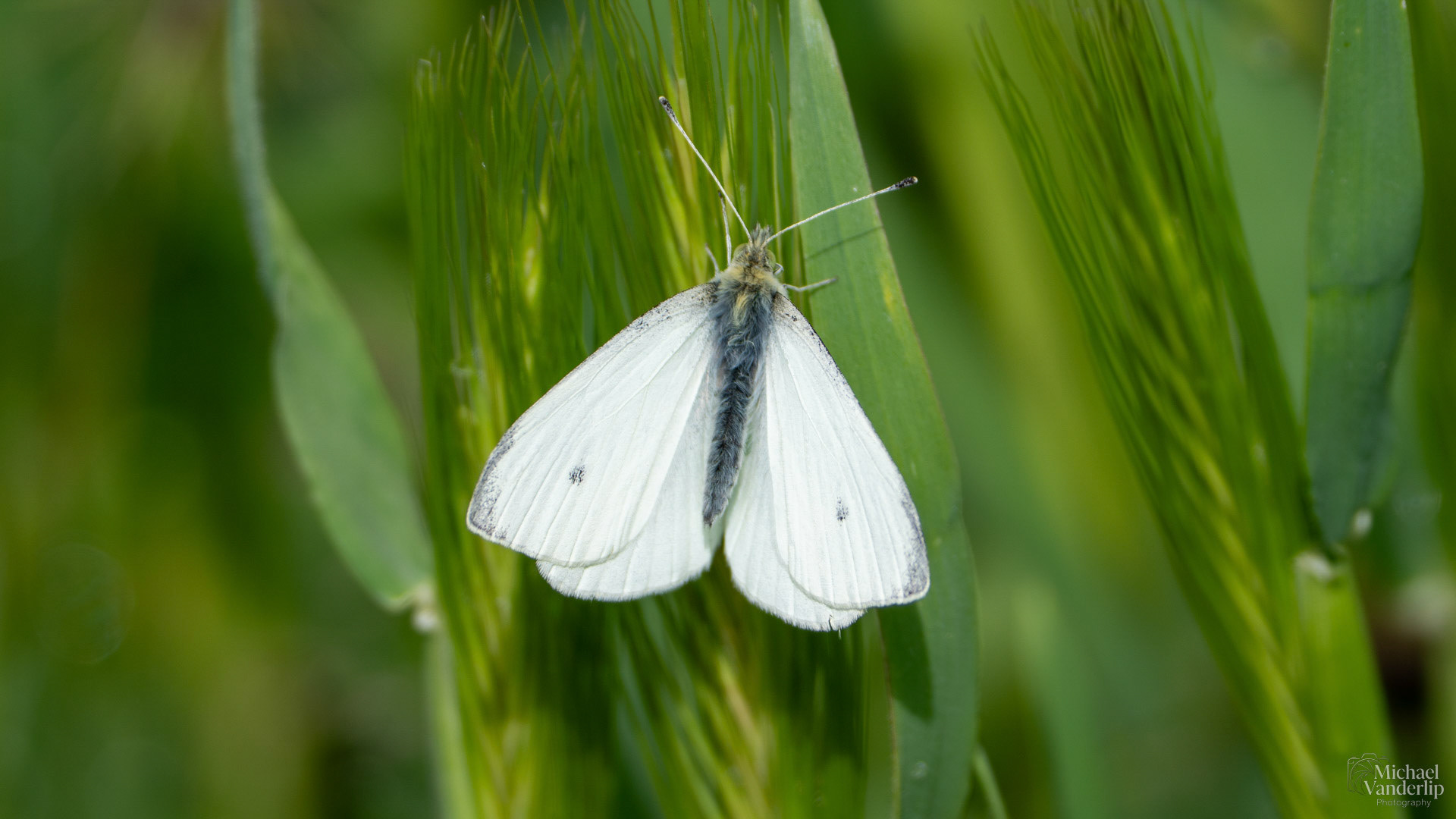 Cabbage White Butterfly along the Bear Creek Greenway near Talent, Oregon.