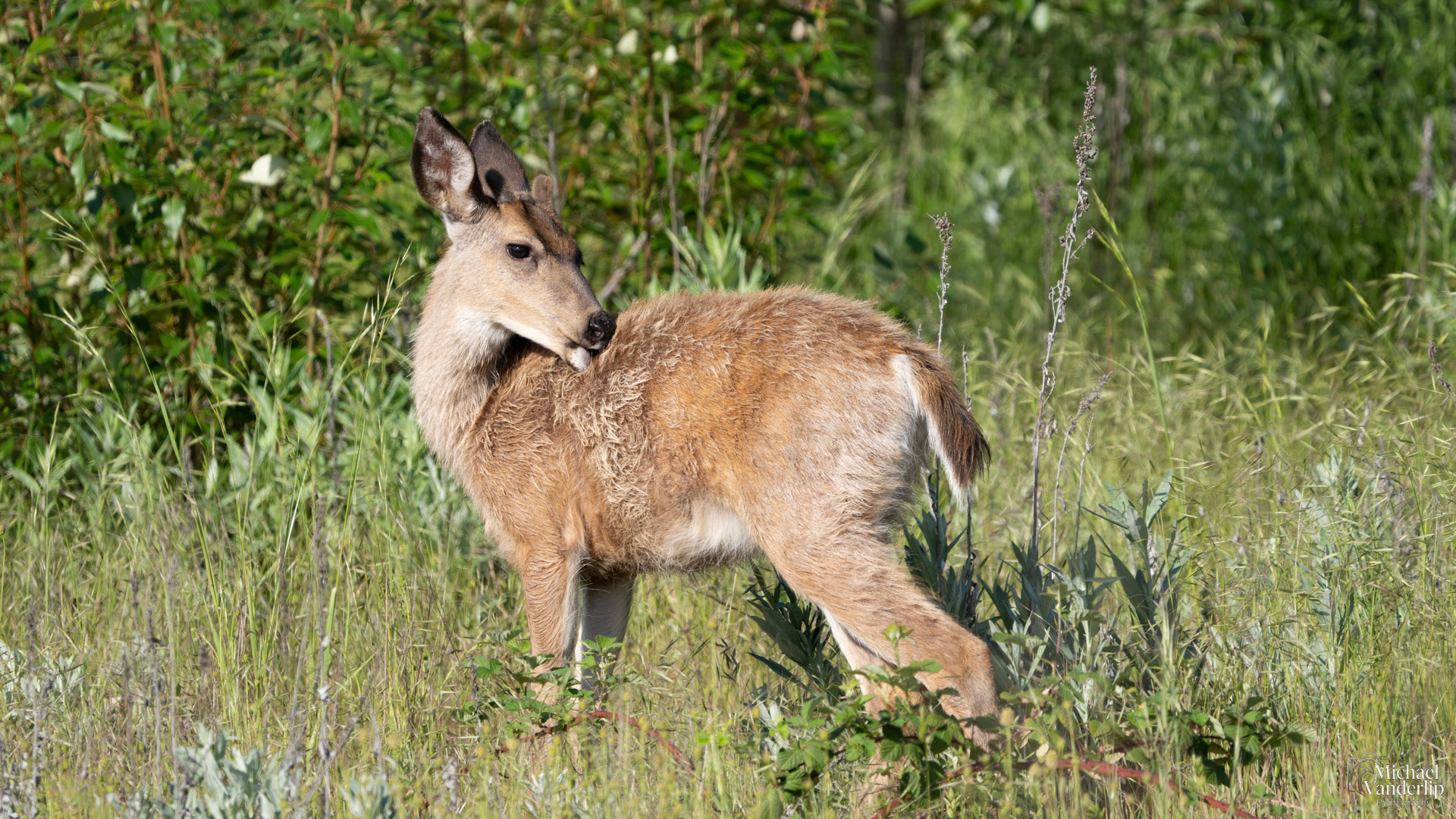Black Tail Deer along the Bear Creek Greenway near Talent, Oregon.