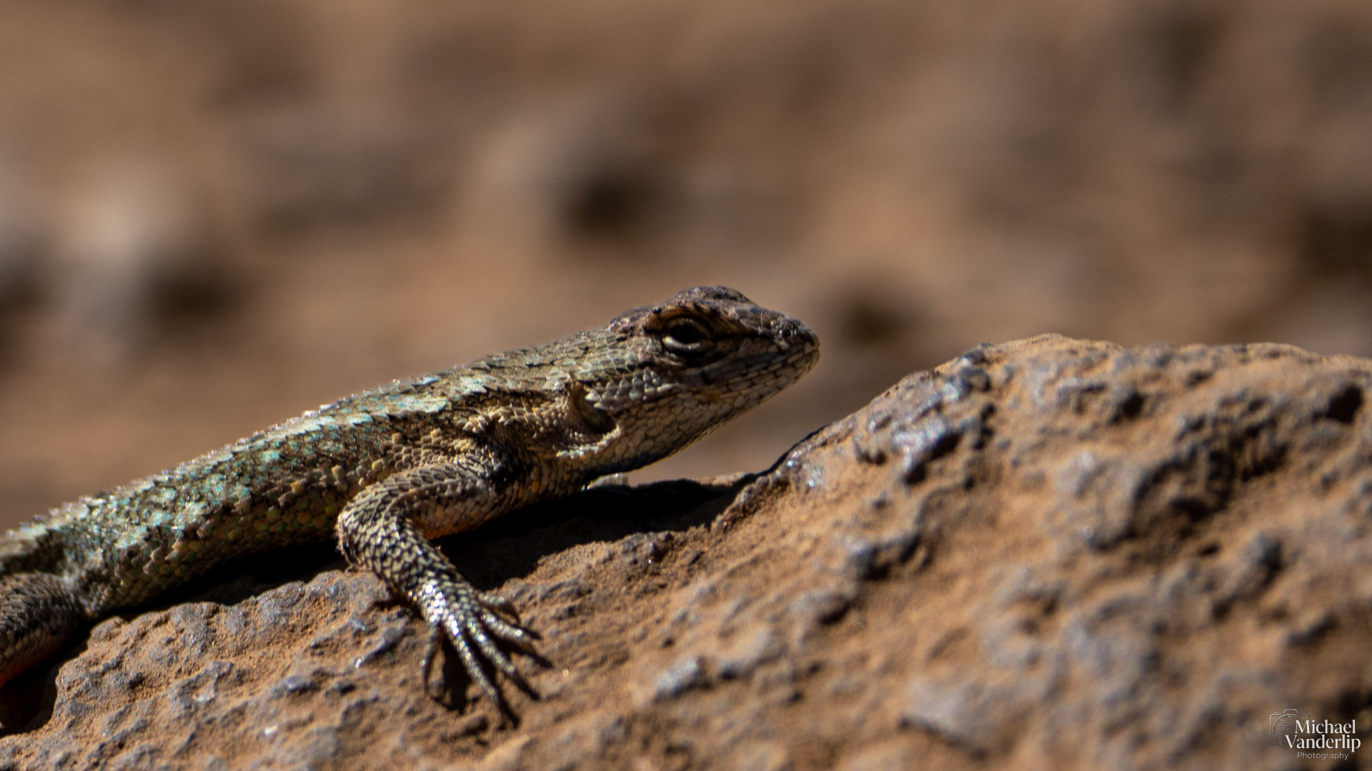 Western Fence Lizard on Lower Table Rock, Central Point, Oregon.