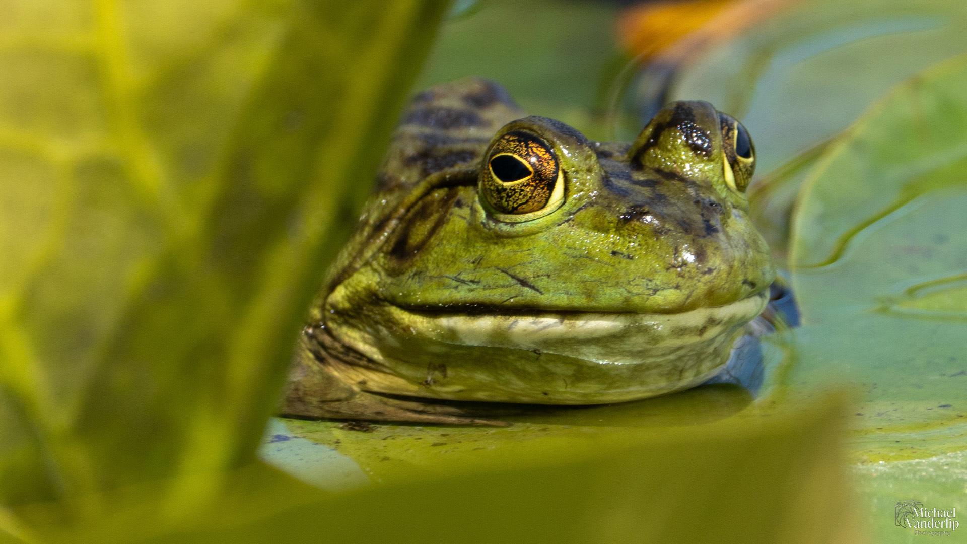 American Bullfrog along the Bear Creek Greenway near Talent, Oregon.