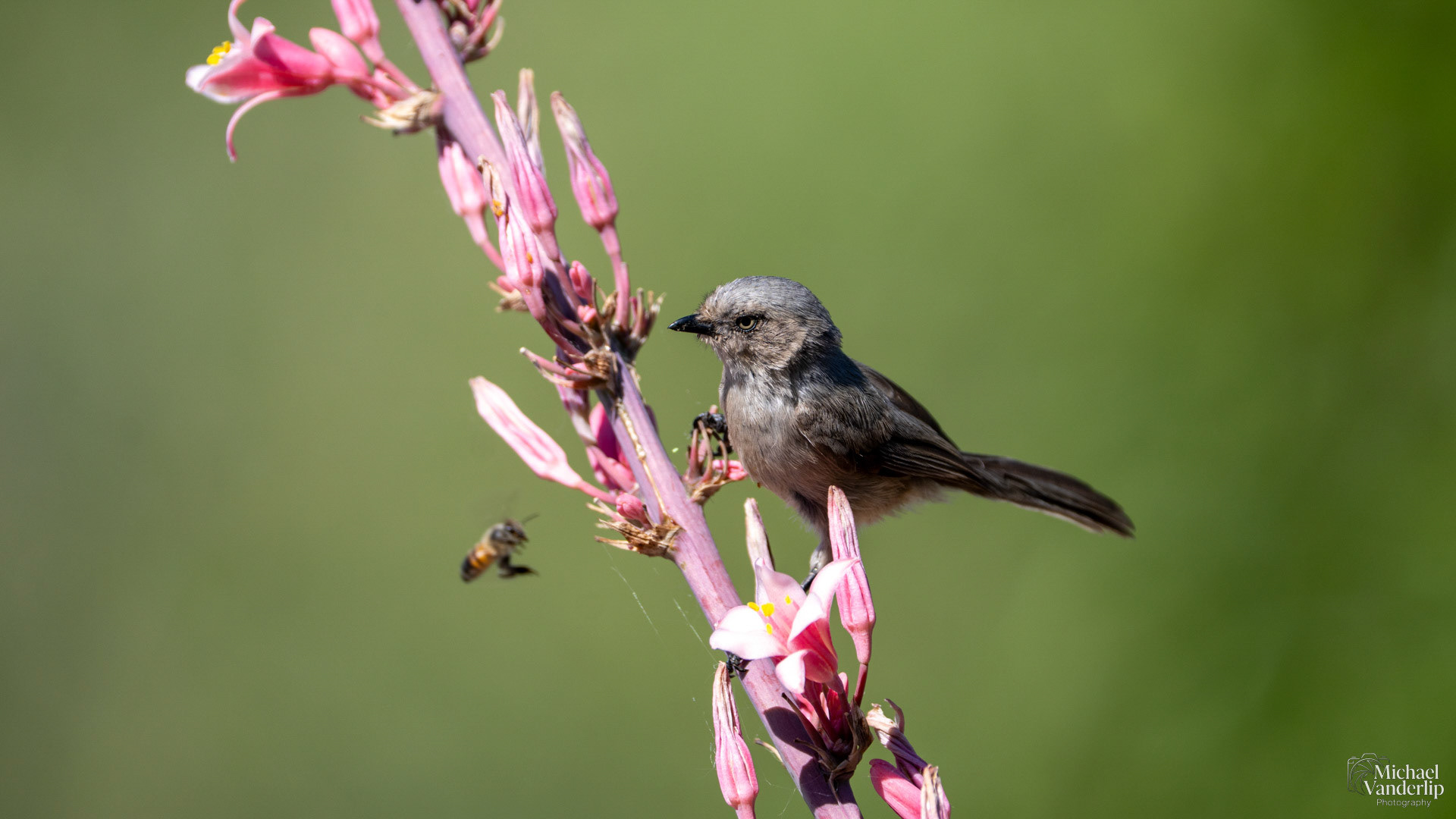 Wrentit in Albuquerque, New Mexico.