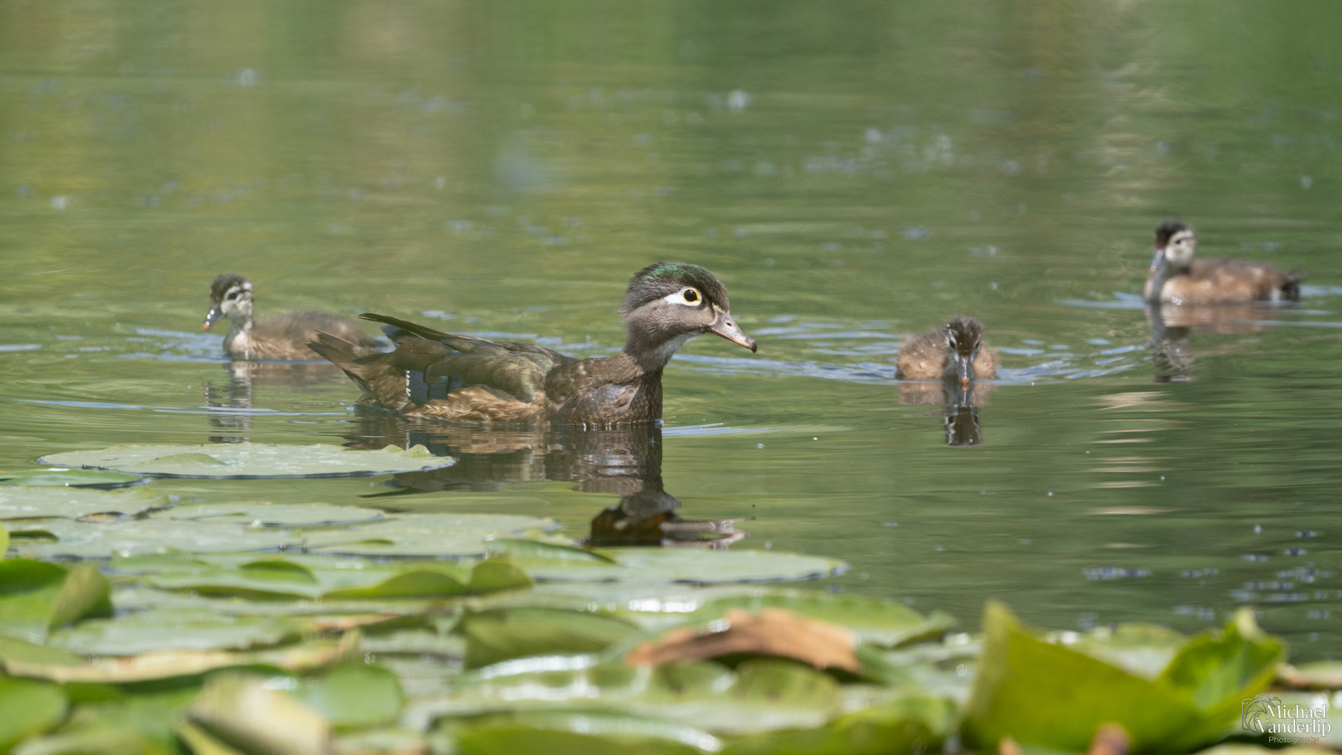 Wood Ducks along the Bear Creek Greenway near Talent, Oregon.