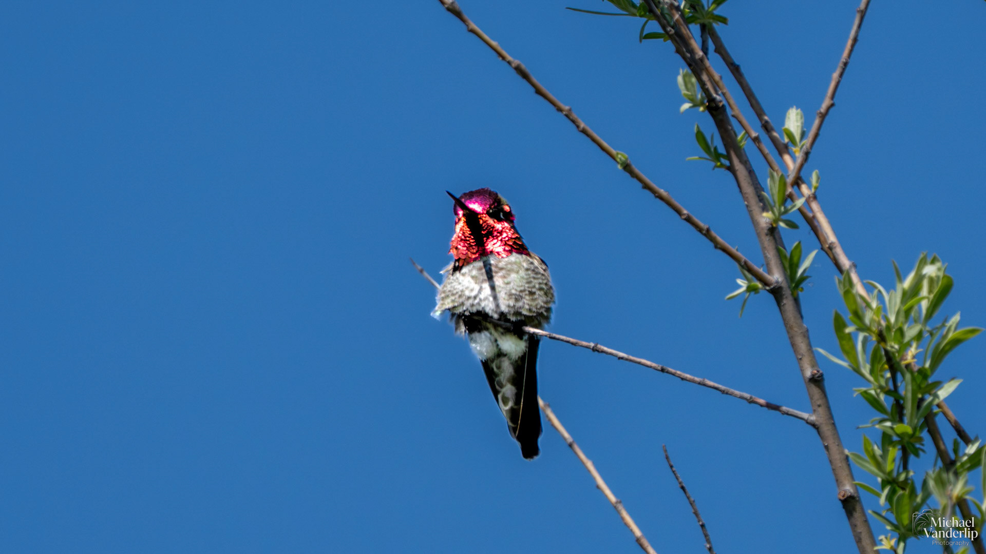Anna's Hummingbird along the Bear Creek Greenway near Talent, Oregon.