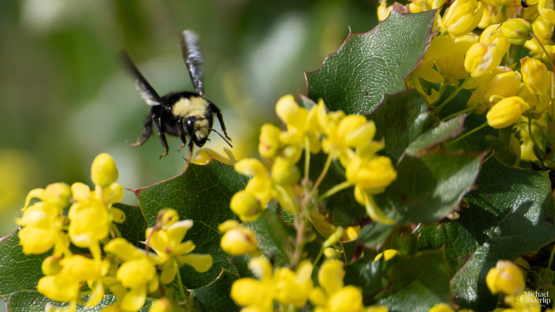 Yellow Faced Bumble Bee and Oregon Grape Plant along the Bear Creek Greenway near Talent, Oregon.
