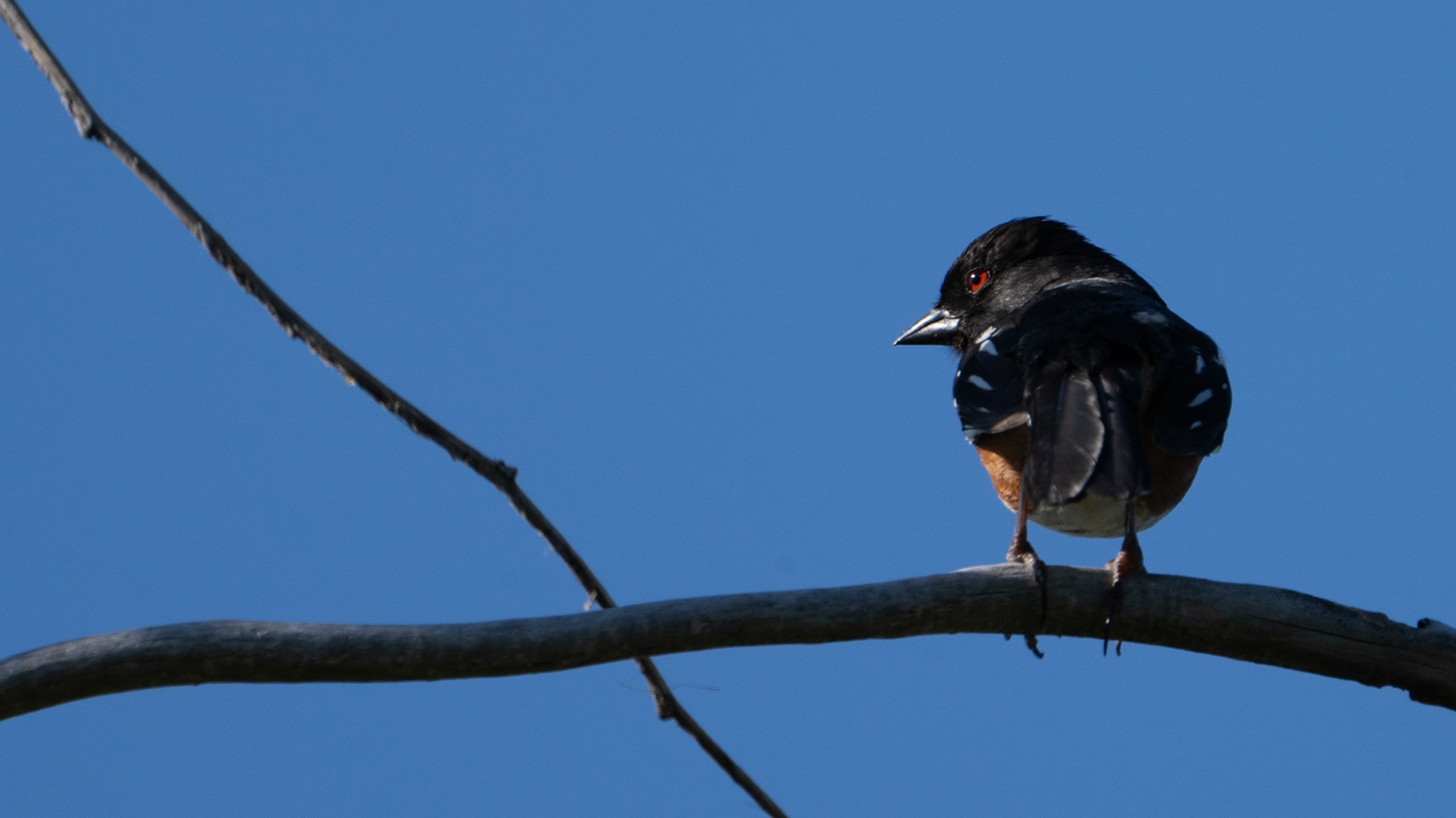 Spotted Towhee along the Bear Creek Greenway near Talent, Oregon.